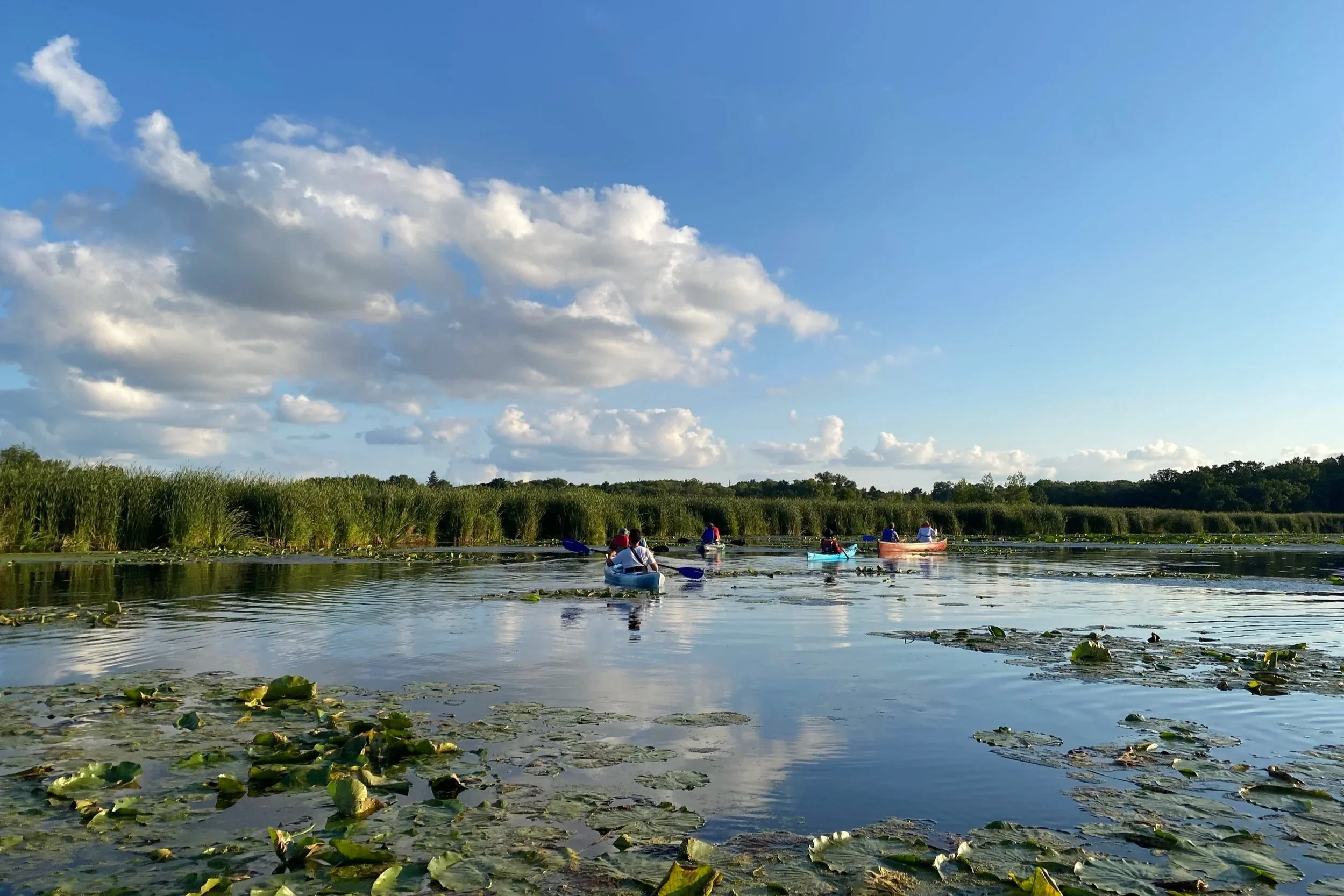 a few colorful canoes out on the water in a lily-pad covered marshy pond on a blue sky day