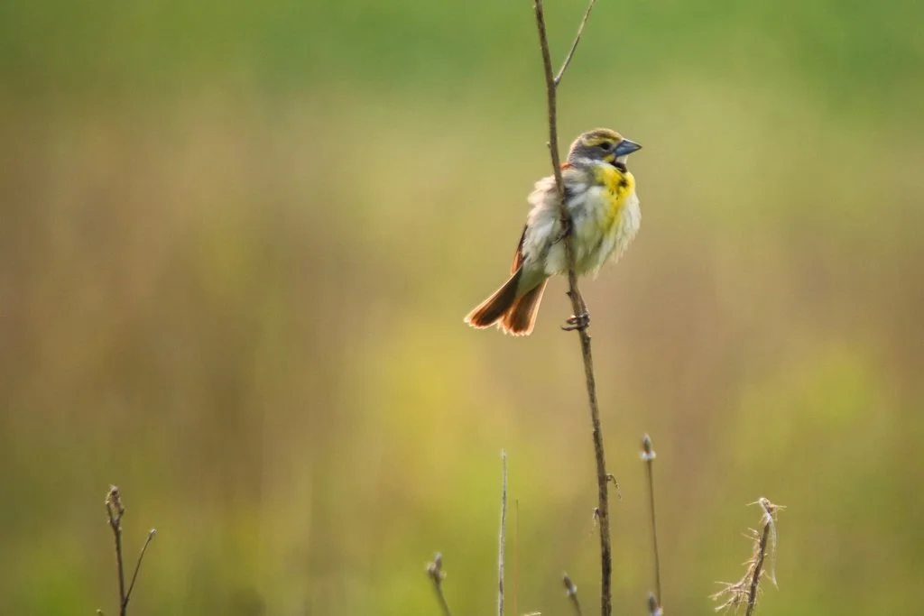Dickcissel — Southern Wisconsin Bird Alliance