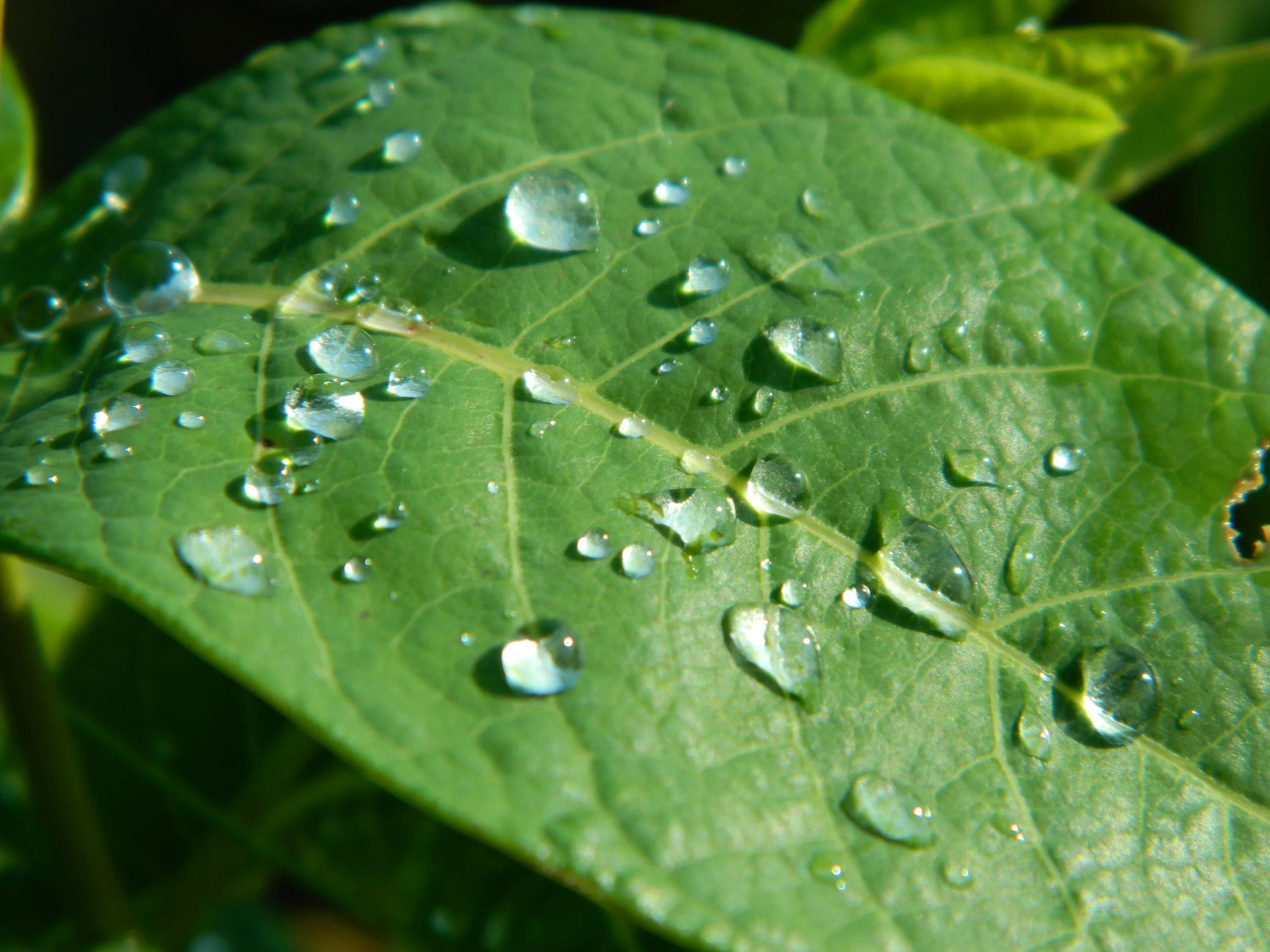 Carolyn Byers - water on leaf.JPG
