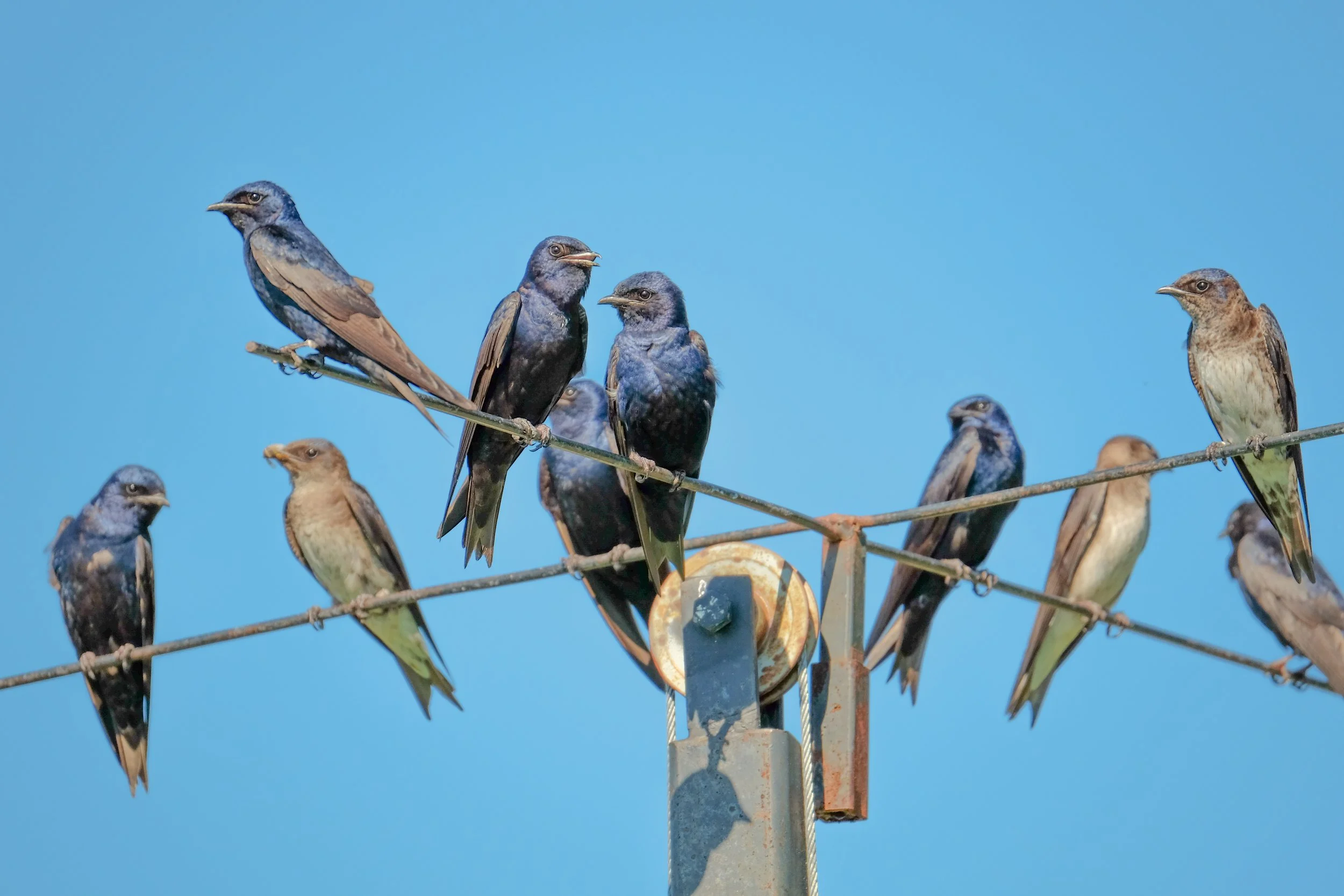 Purple Martin Banding — Southern Wisconsin Bird Alliance