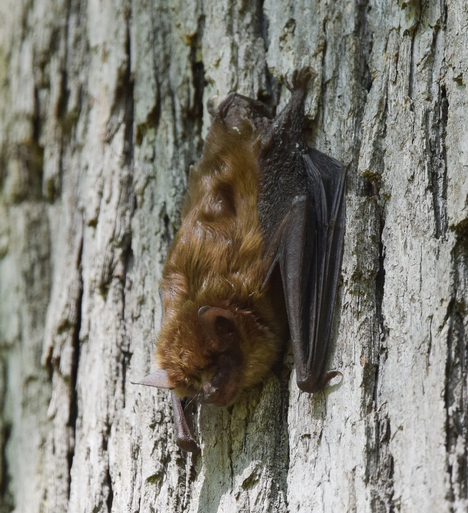 Little Brown and Big Brown Bats — Southern Wisconsin Bird Alliance