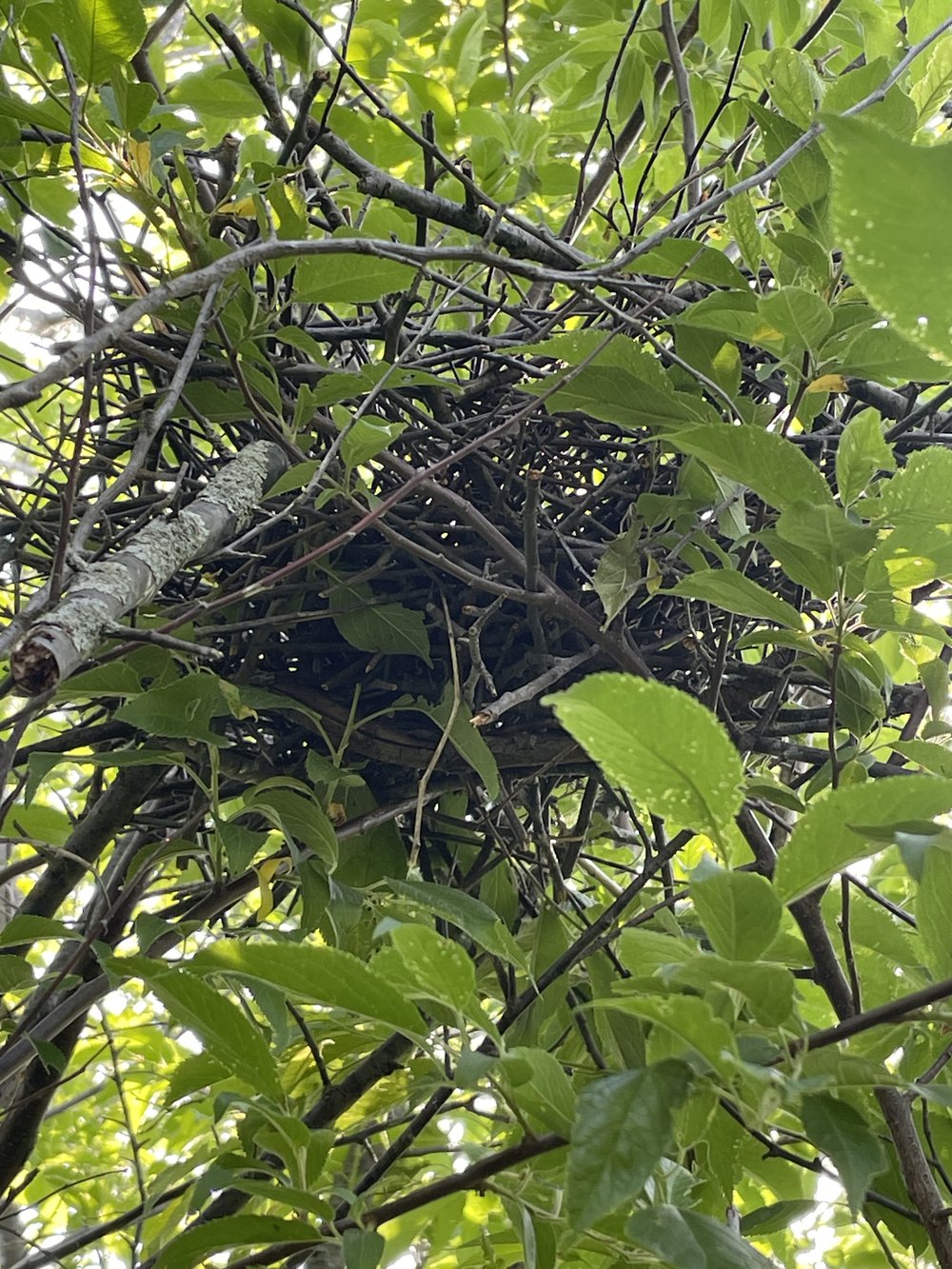 Green Heron Nest — Madison Audubon