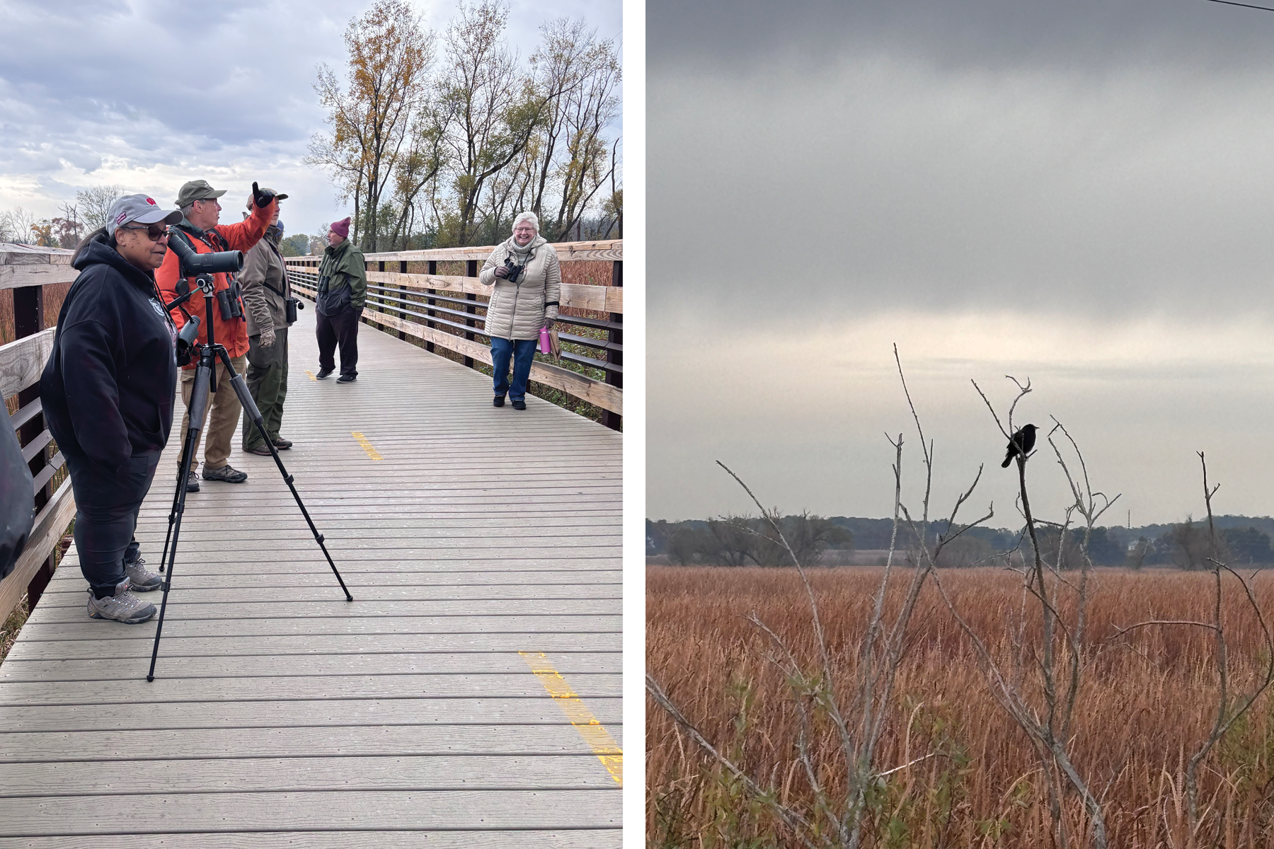 In the left photo, participants use binoculars and a scope while on a boardwalk to look at birds, on the right photo, a red-winged blackbird perched on brush in a wetland area on a cloudy day