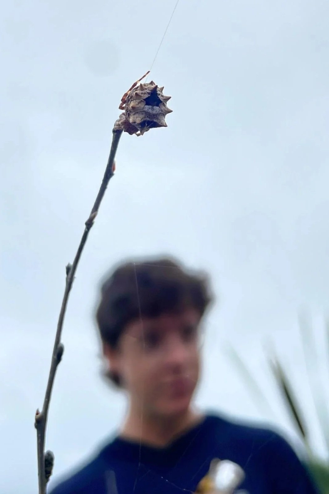 A spiky-bodied orbweaver spider, spotted by an intern, clings to a twig