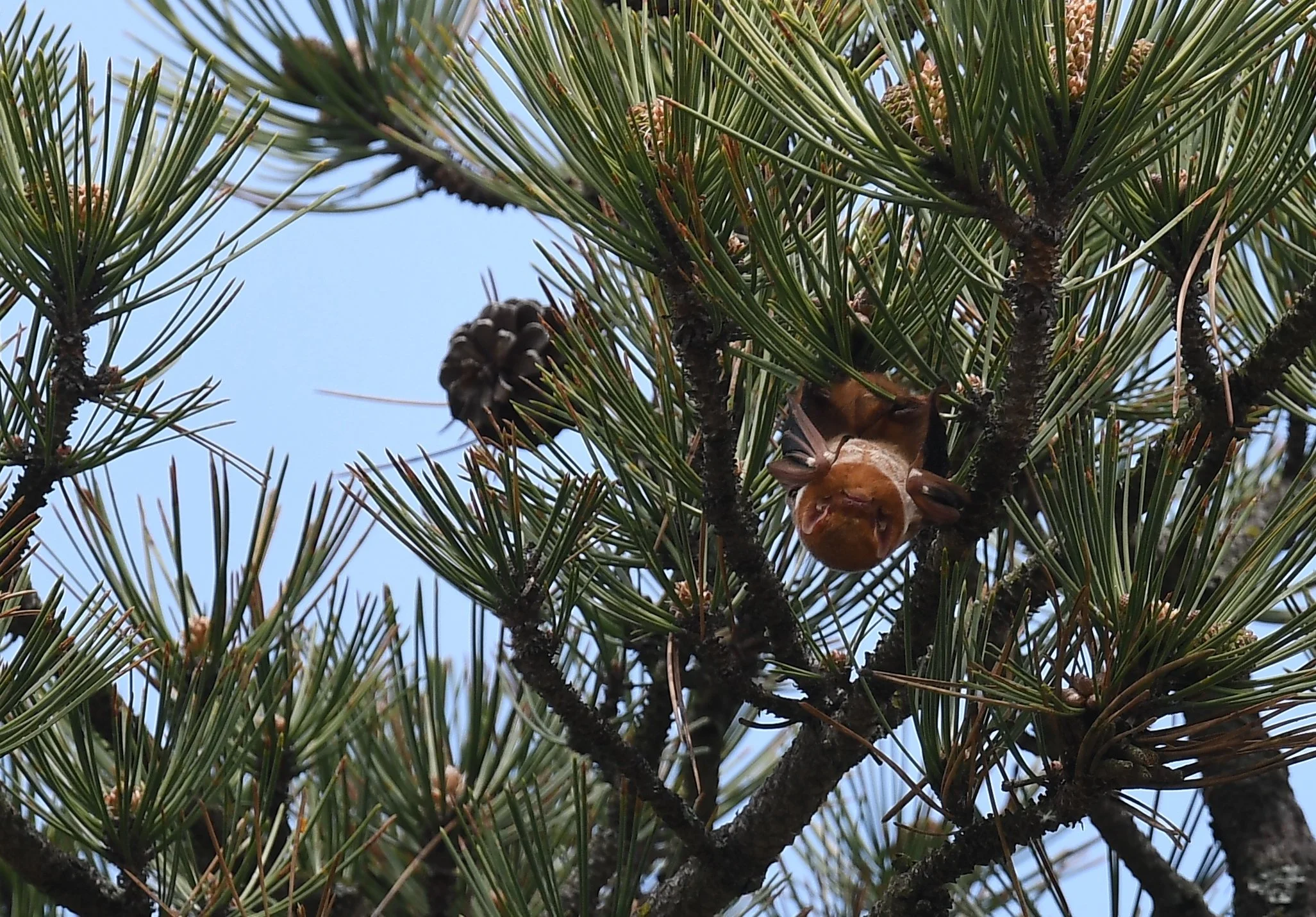 Small fuzzy red bat hanging from a pine tree and about the same size as surrounding pine cones