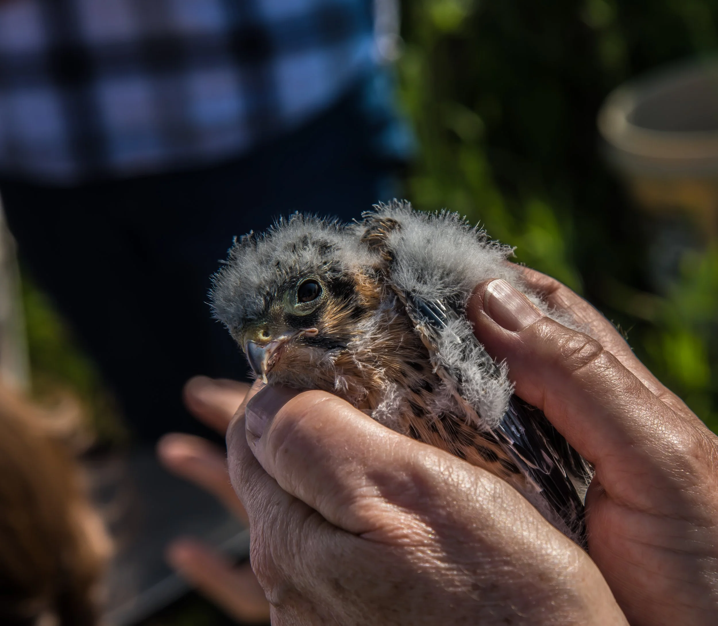 June 12 - Kestrel Banding - Poynette area