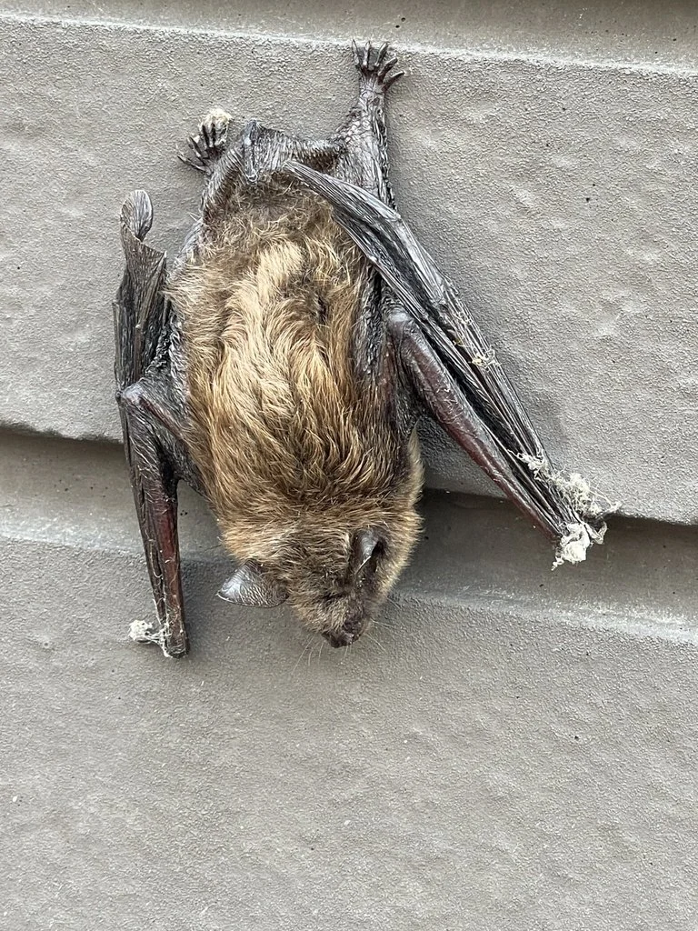 A single fuzzy brown bat clings to the side of a stone on a building