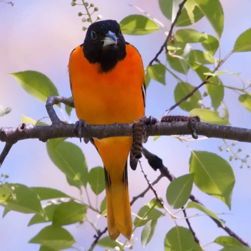   Baltimore Oriole (photo by Kelly Colgan Azar).  
