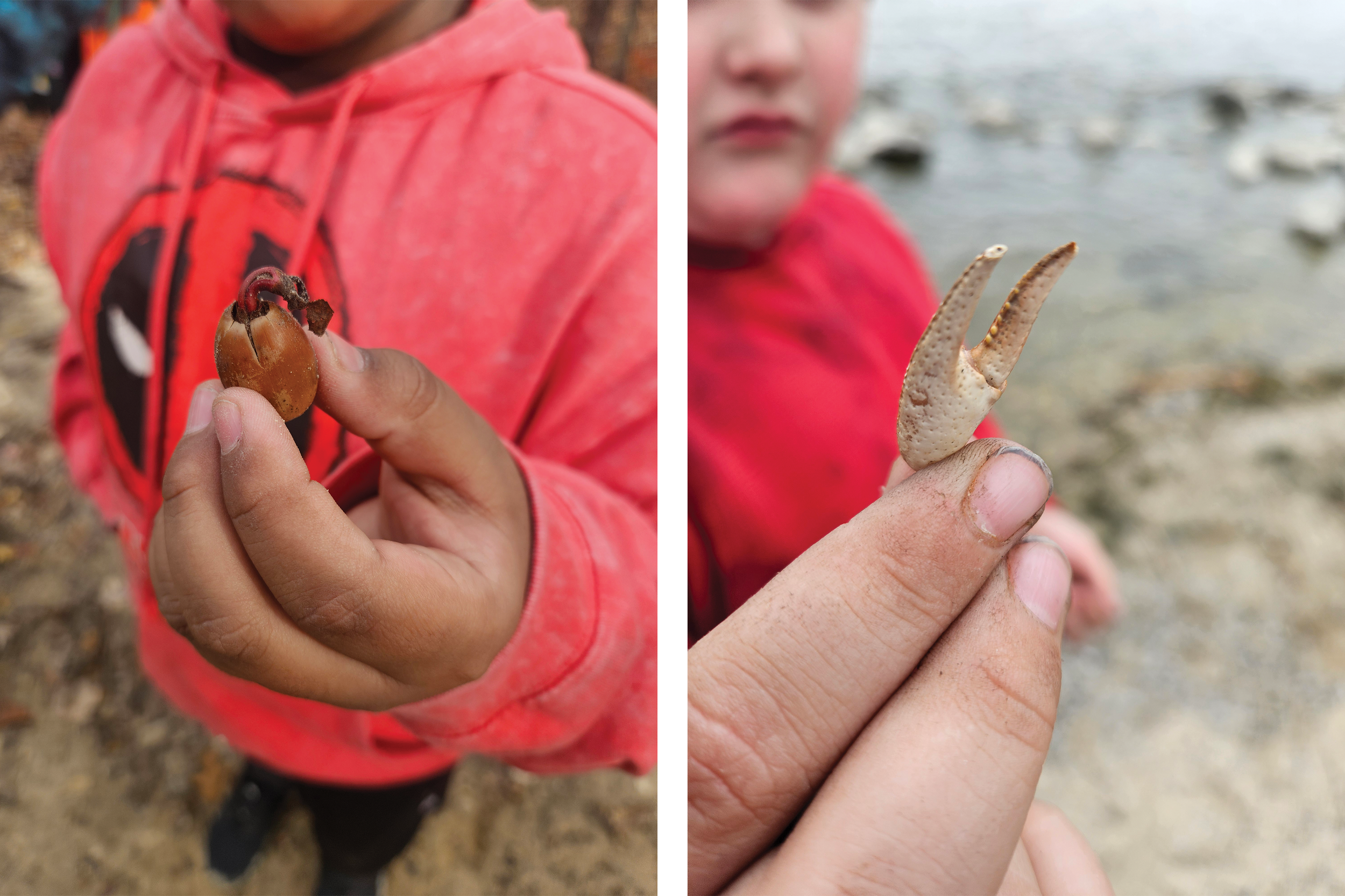 A child with a red hoodie holds a sprouted acorn and a child in a red shirt holds a crayfish claw