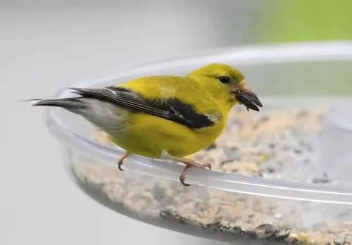 Yellow Finch Bird Sounds: A Symphony of Nature's Melodies