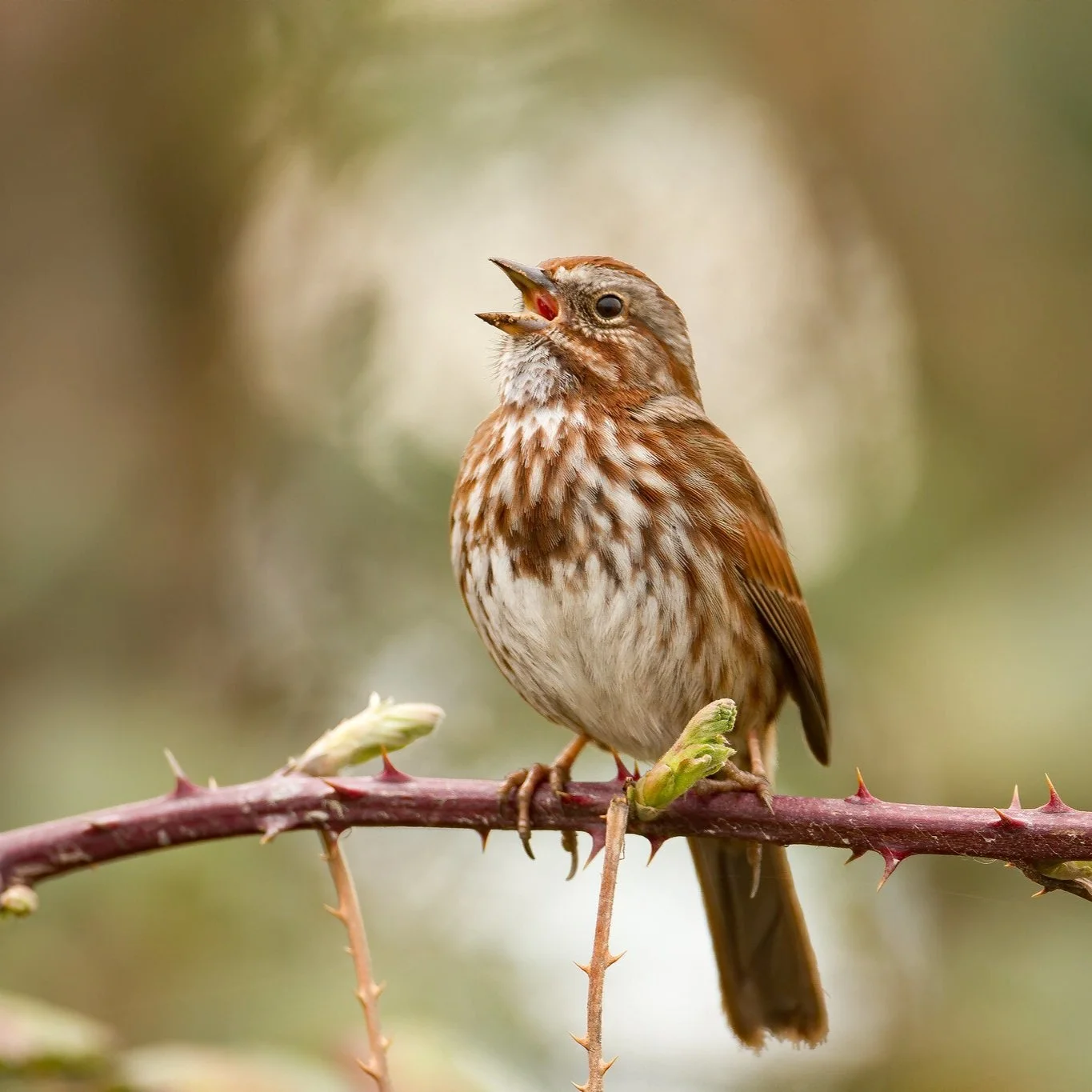 CLASS: Birding by Ear