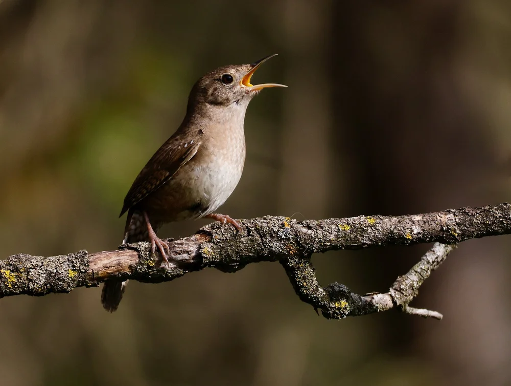What Bird is Singing This Song: Identify Melodies Instantly