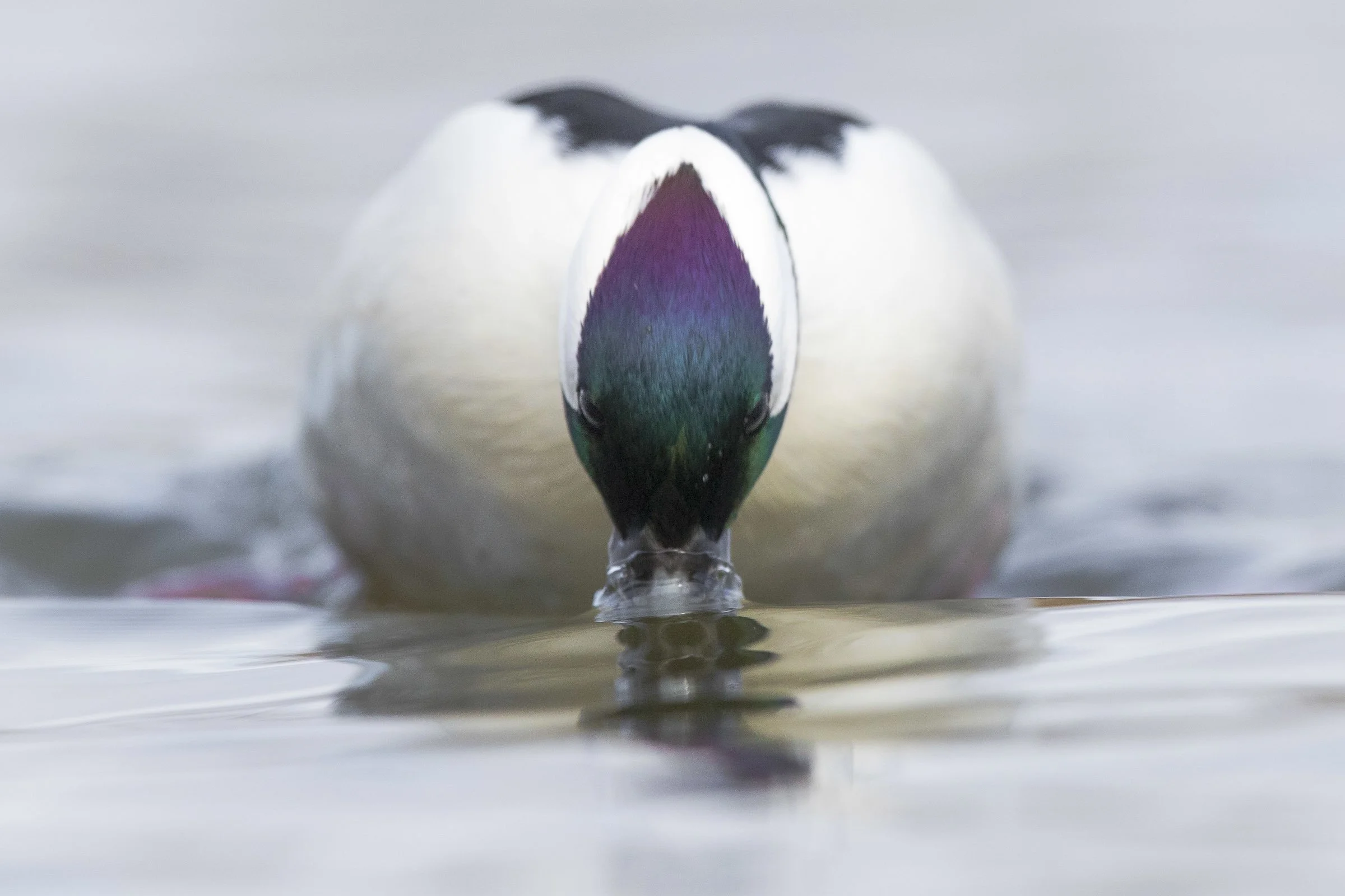 Bufflehead — BBA