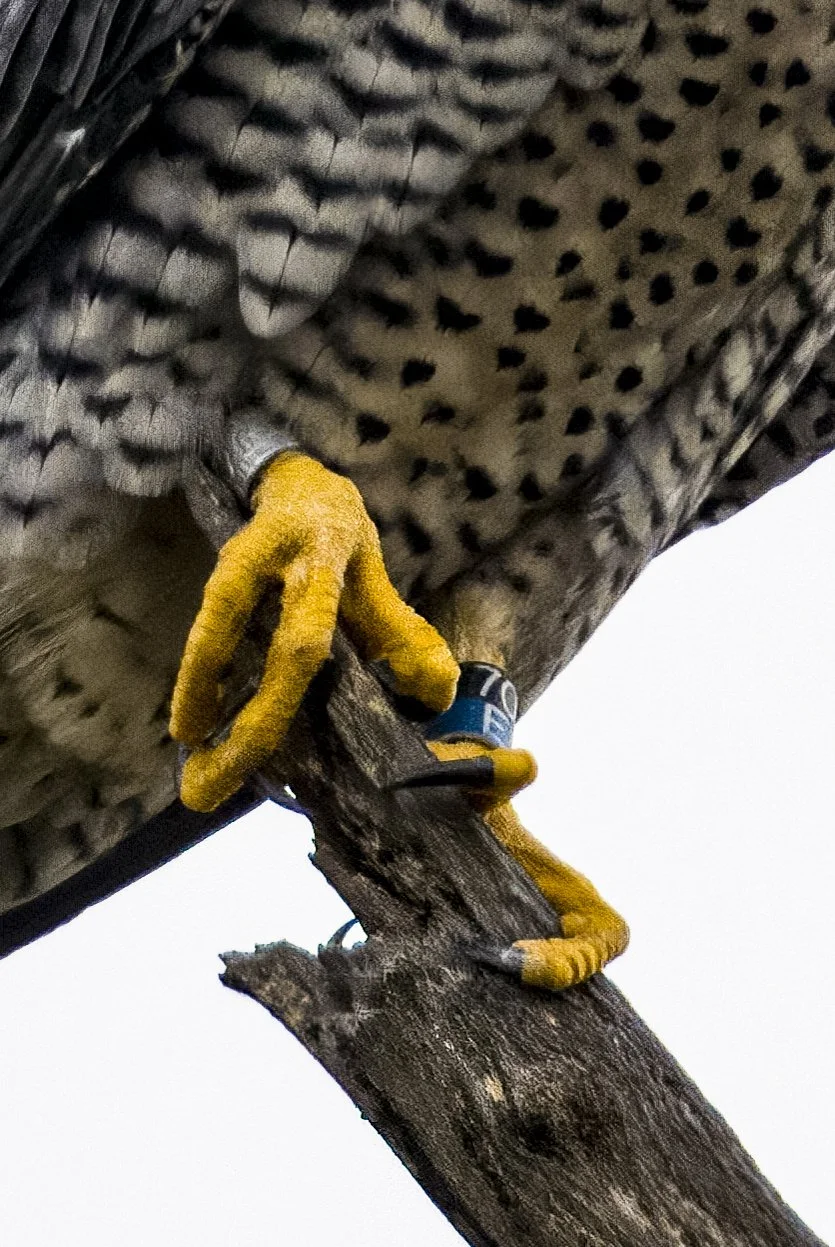 Falco peregrinus: The Wandering Raptor — Southern Wisconsin Bird Alliance