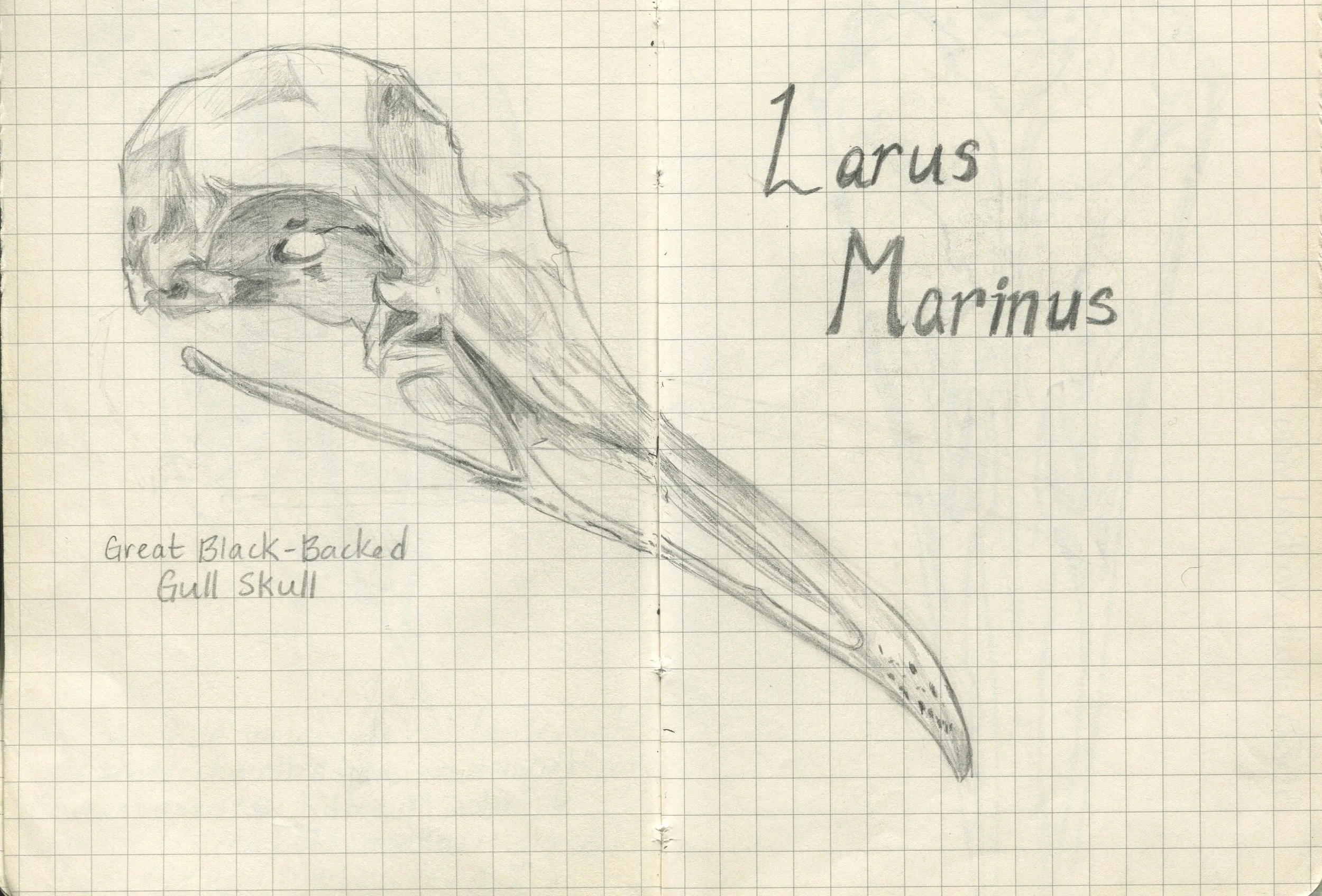 CLASS: Drawing Dead Stuff