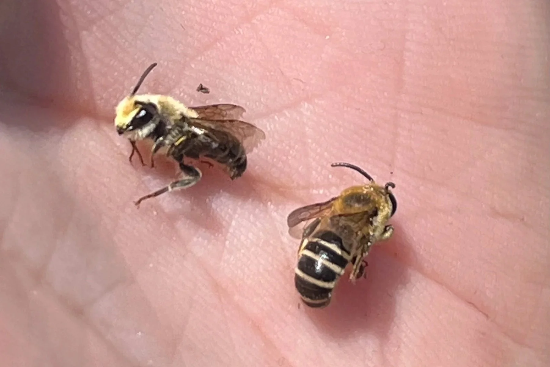 Small black bees with narrow stripes and fuzzy yellow heads held in a hand