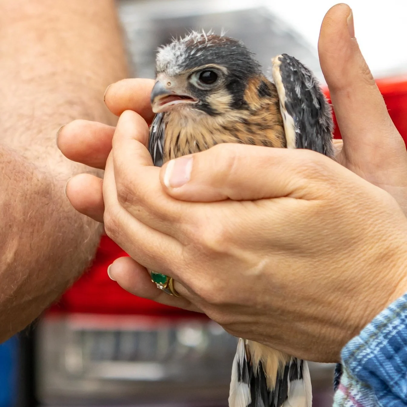 kestrel+chick+banding_Rolley-10.jpg