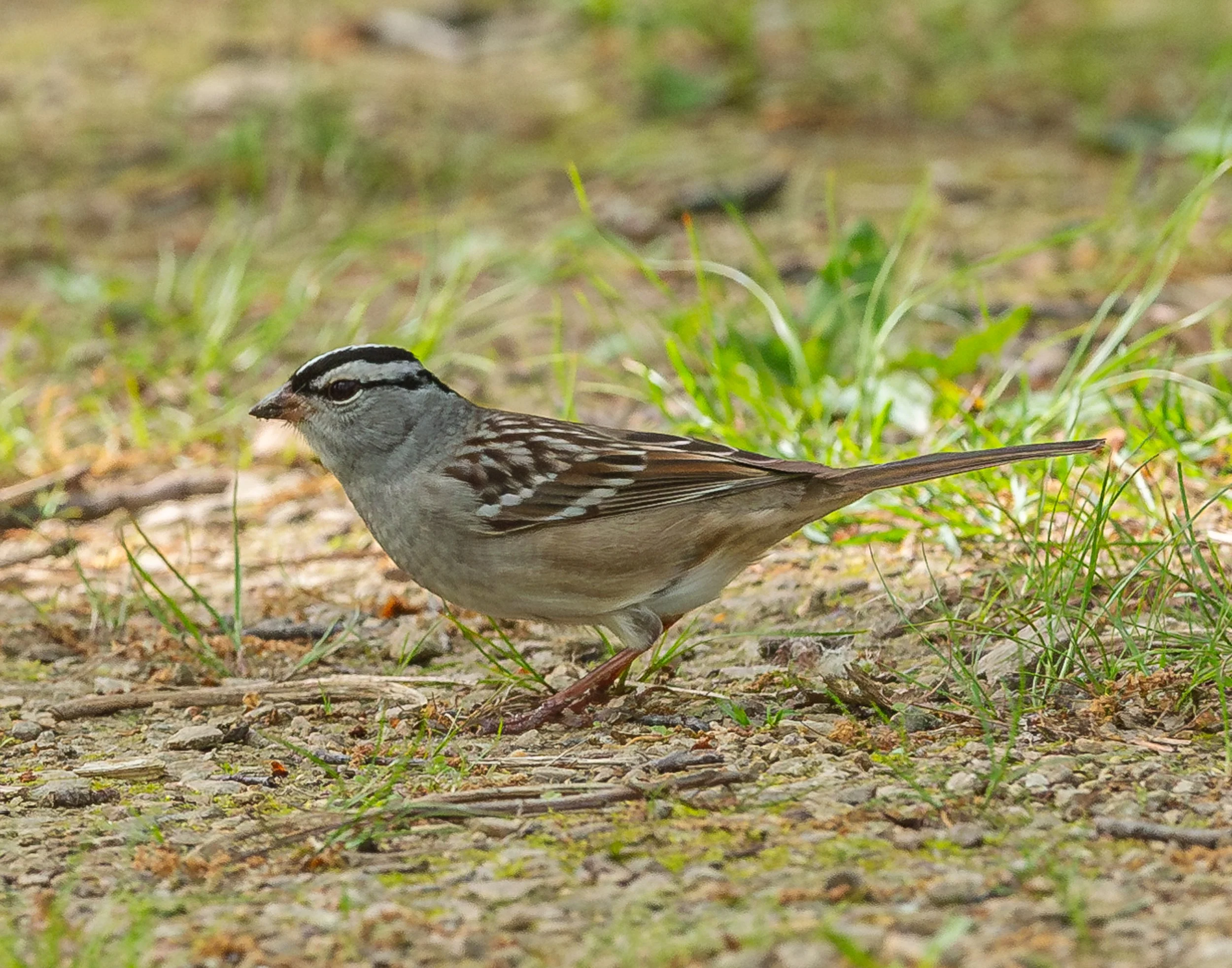 Copy of White-crowned Sparrow-Cherokee North 5-12-24 (1 of 1).JPG