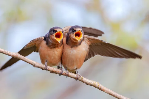A Bird That Eats Insects in Barns: Ultimate Pest Control Helper