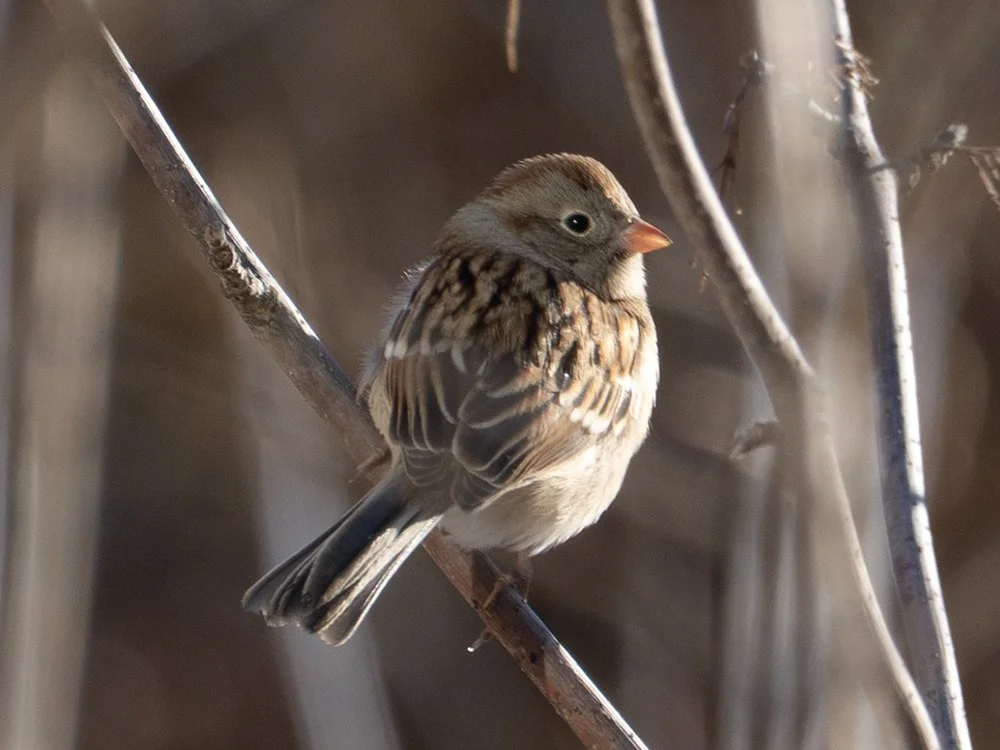 fieldsparrow01.jpg