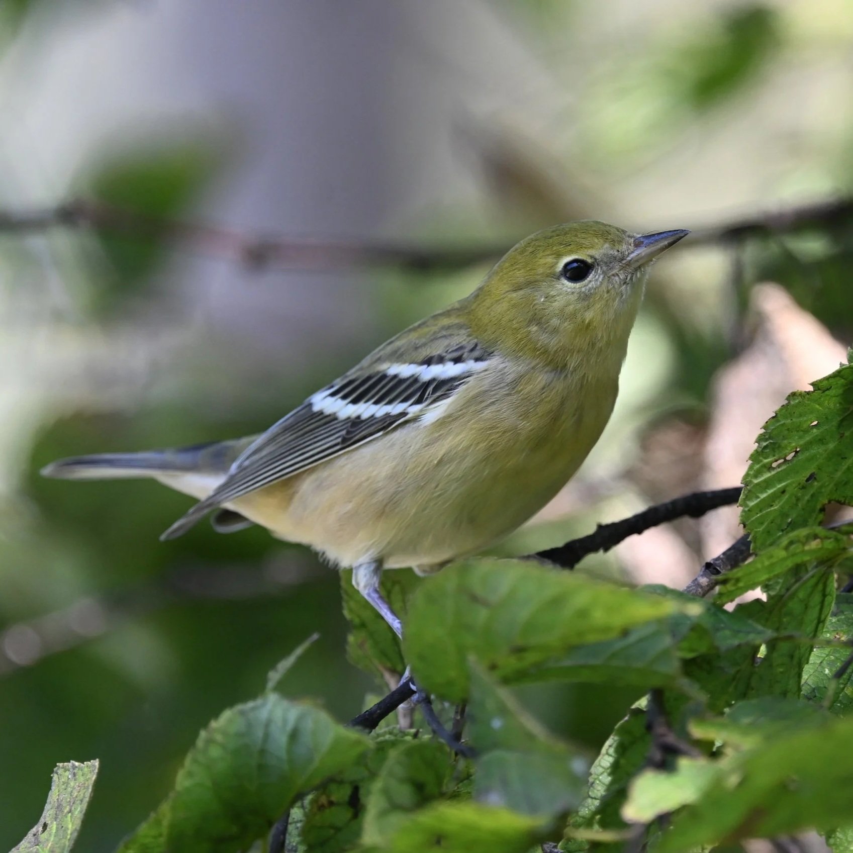Bay-breasted+Warbler+Andy+Reago+Chrissy+McClarren+FCC.jpg