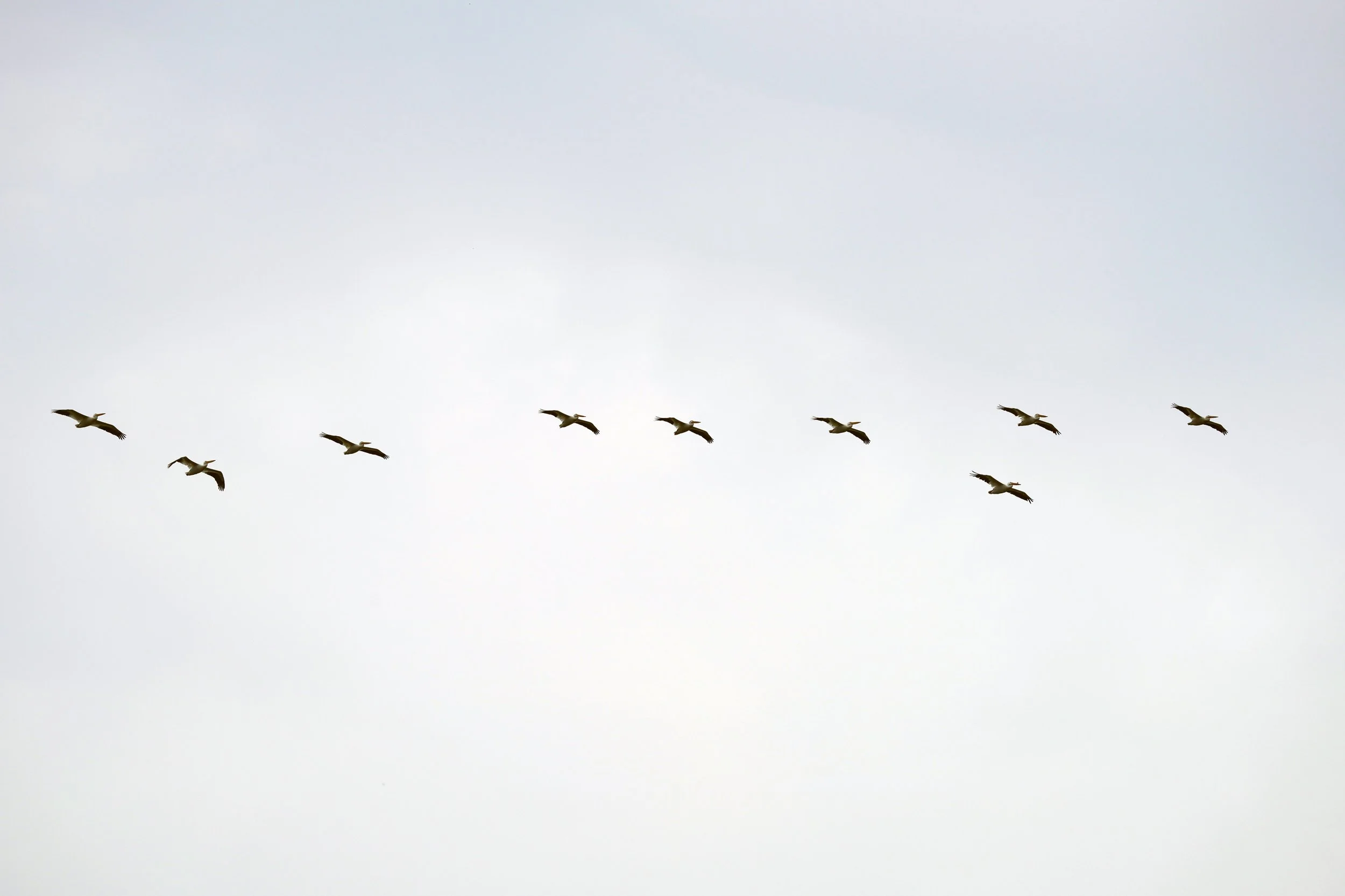 American-White-Pelicans_flight_CourtneyCelleyUSFWS.jpg