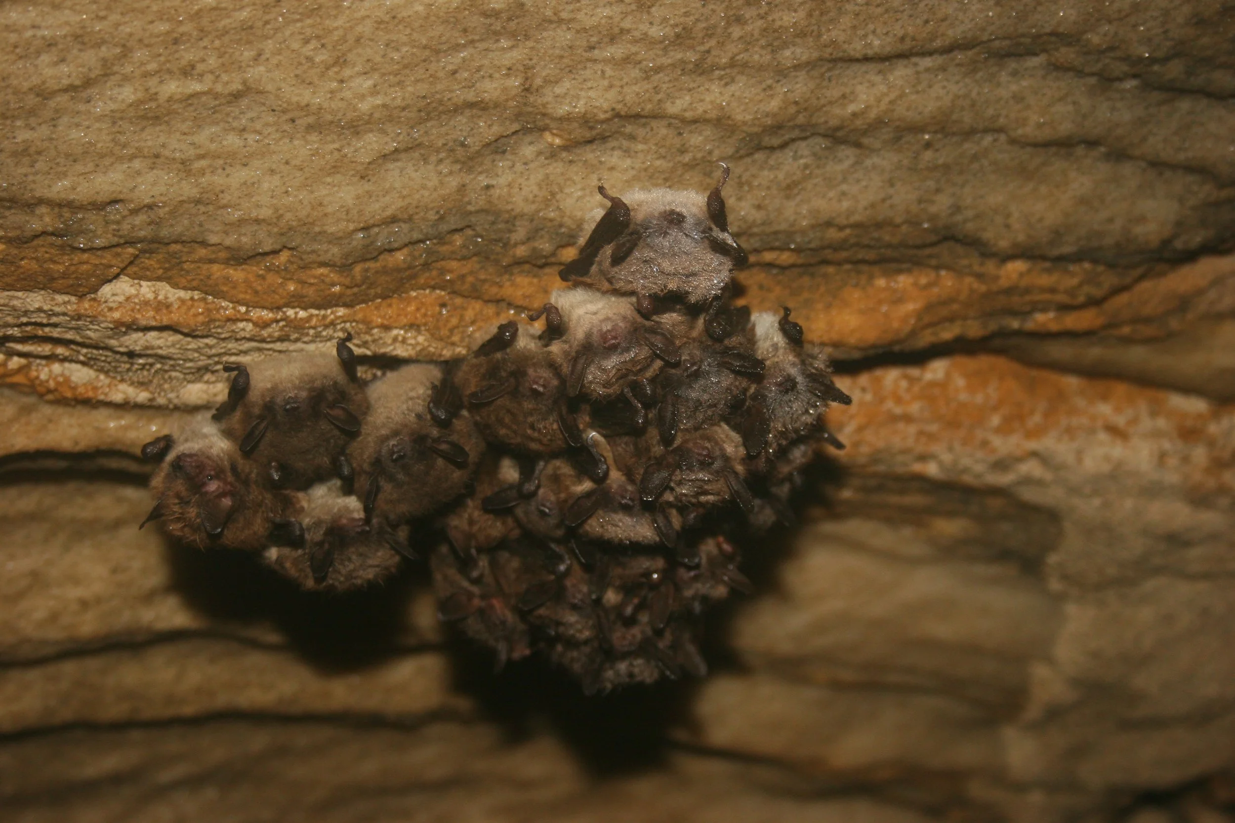 A group of more than a dozen small, fuzzy brown bats hang together on the ceiling of a rocky cave