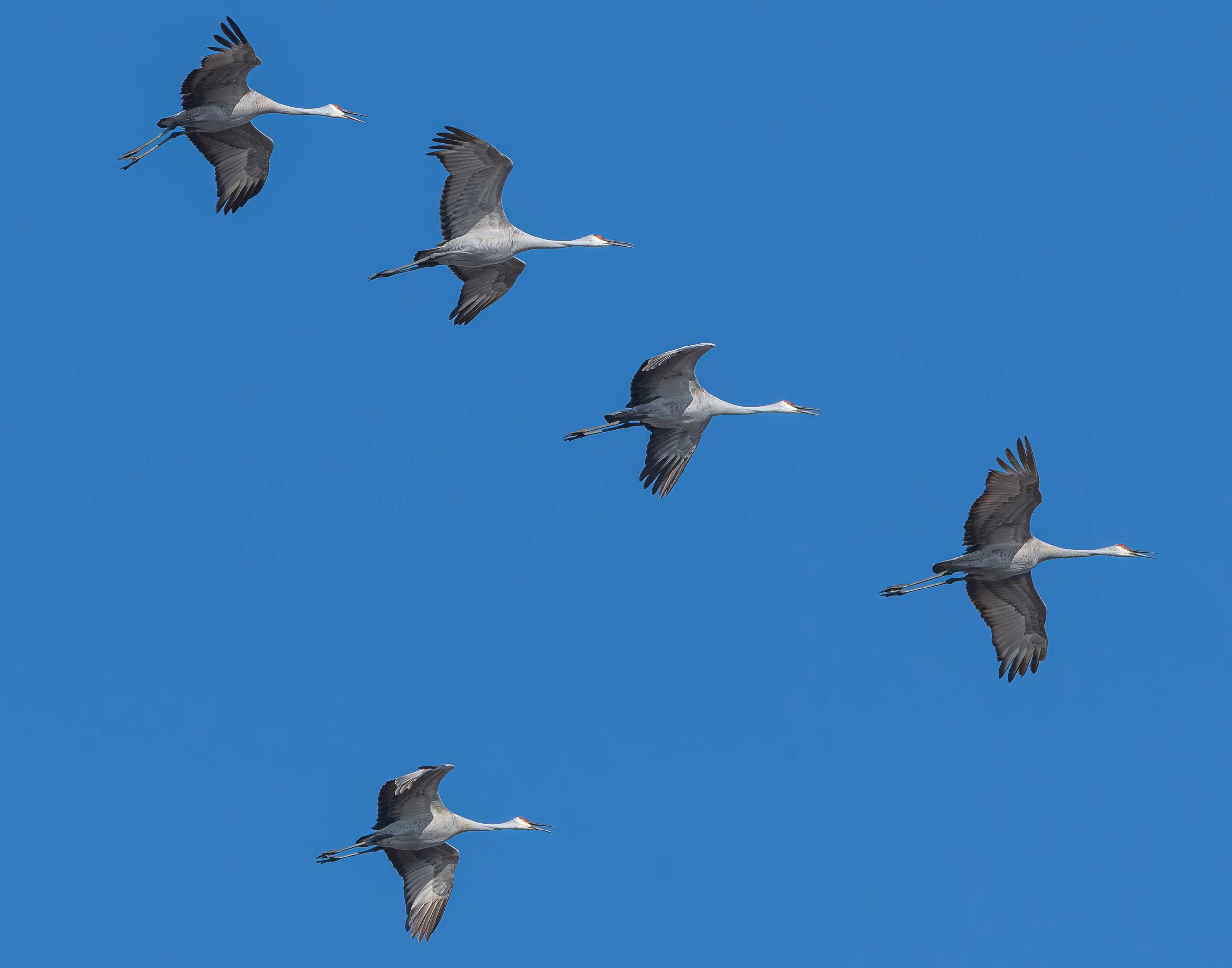 Sandhill Cranes  San Domiano (3 of 7).jpg