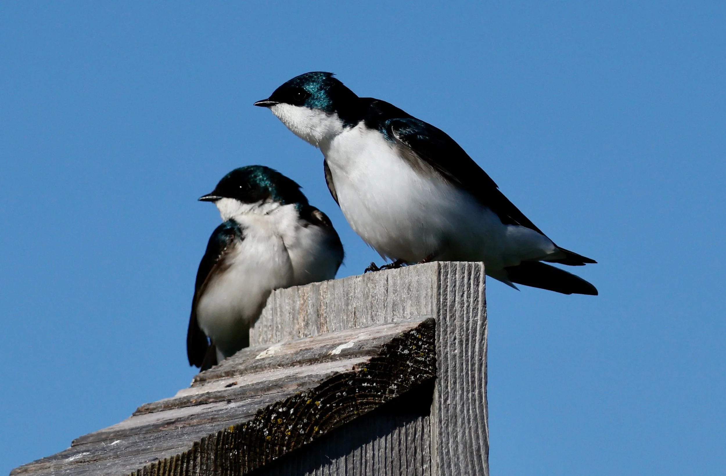 Tree Swallow pair perch on nest box. Arlene Koziol.jpg