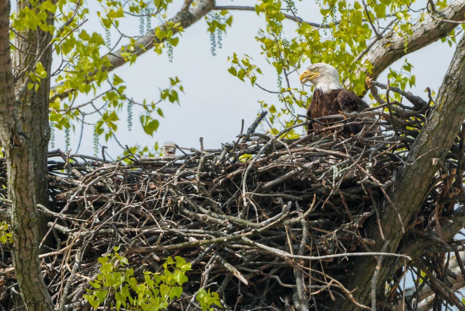 Sky Sentinel Bald Eagle Southern Wisconsin Bird Alliance