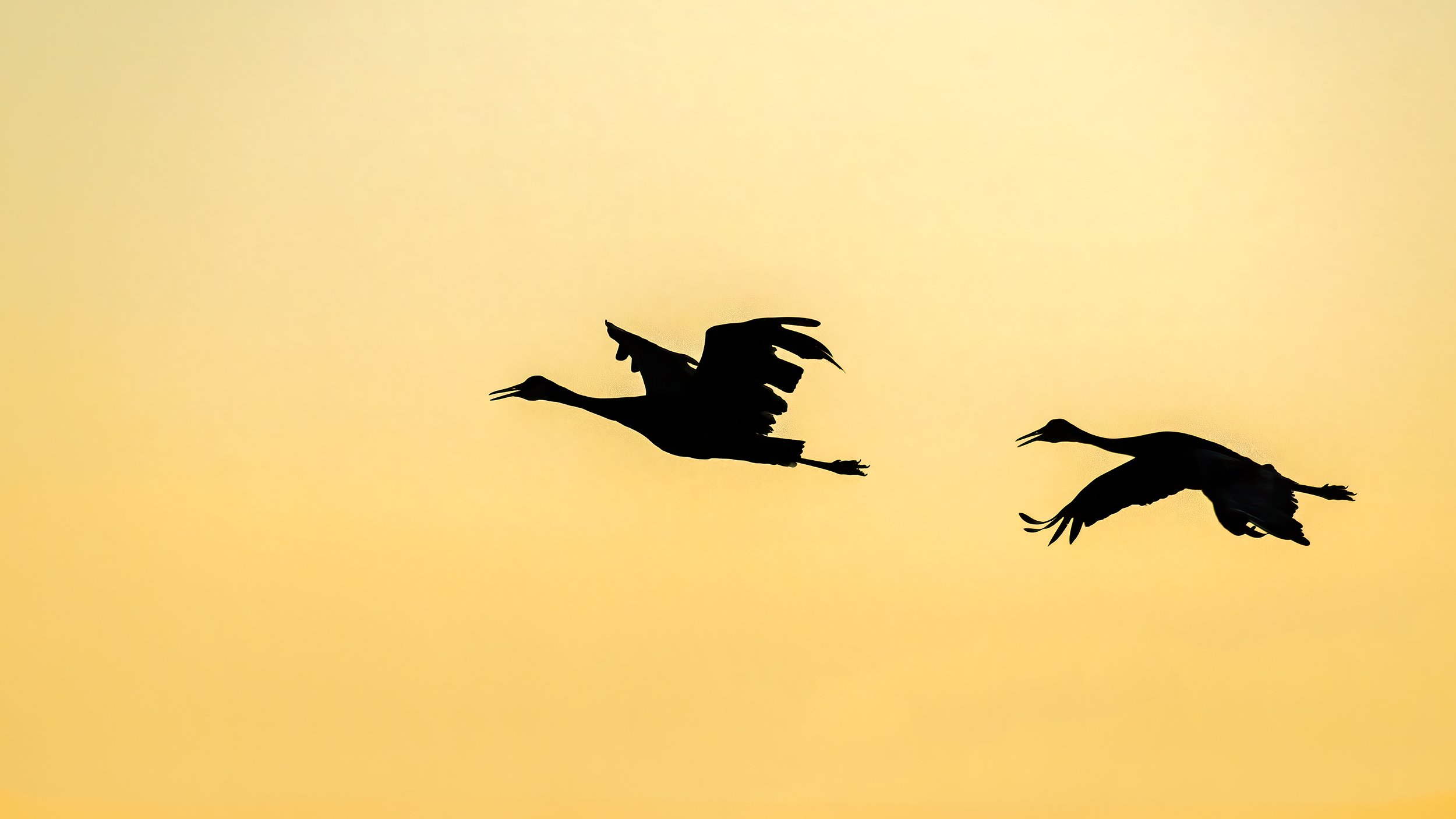 sandhill-crane-silhouette_GRaysonSmith-USFWSM.jpg
