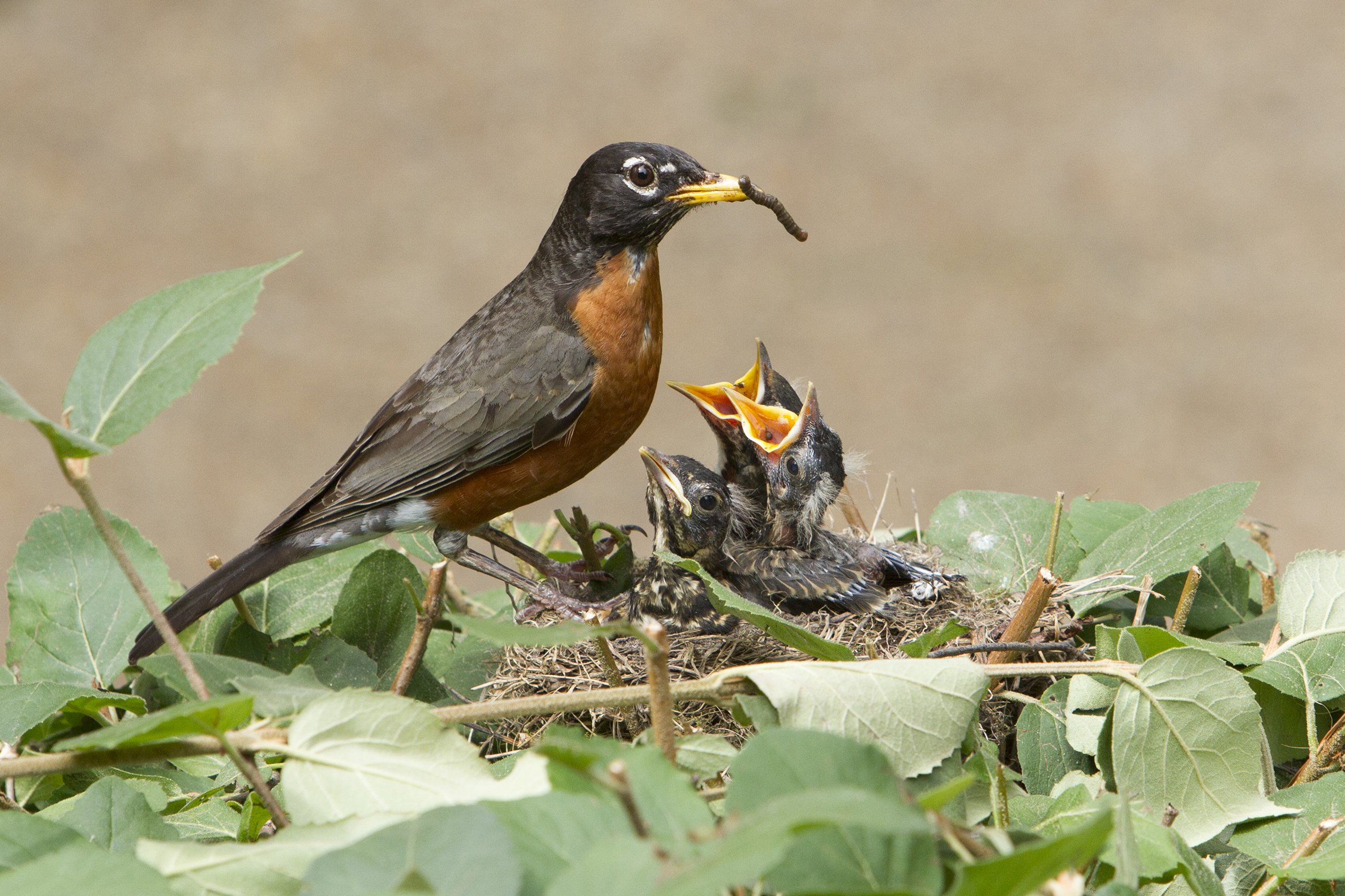 American robin  Smithsonian's National Zoo and Conservation