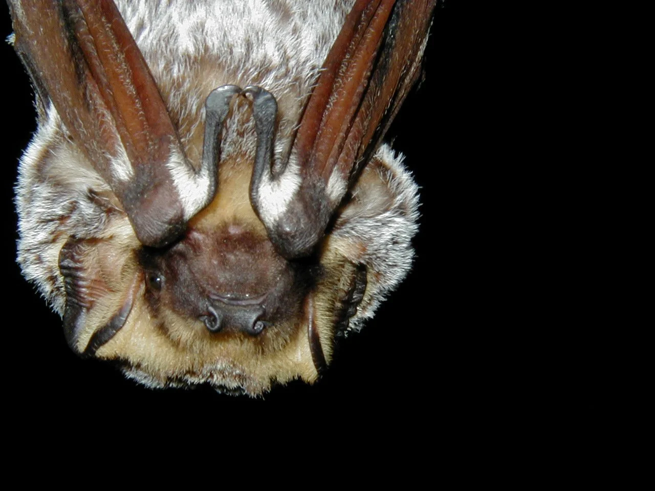 close up of a hoary bat with tan fur that has frosty tips