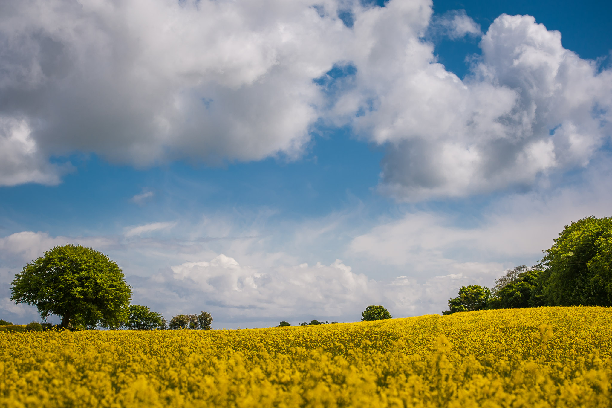 ASG_2012-84-1.jpg