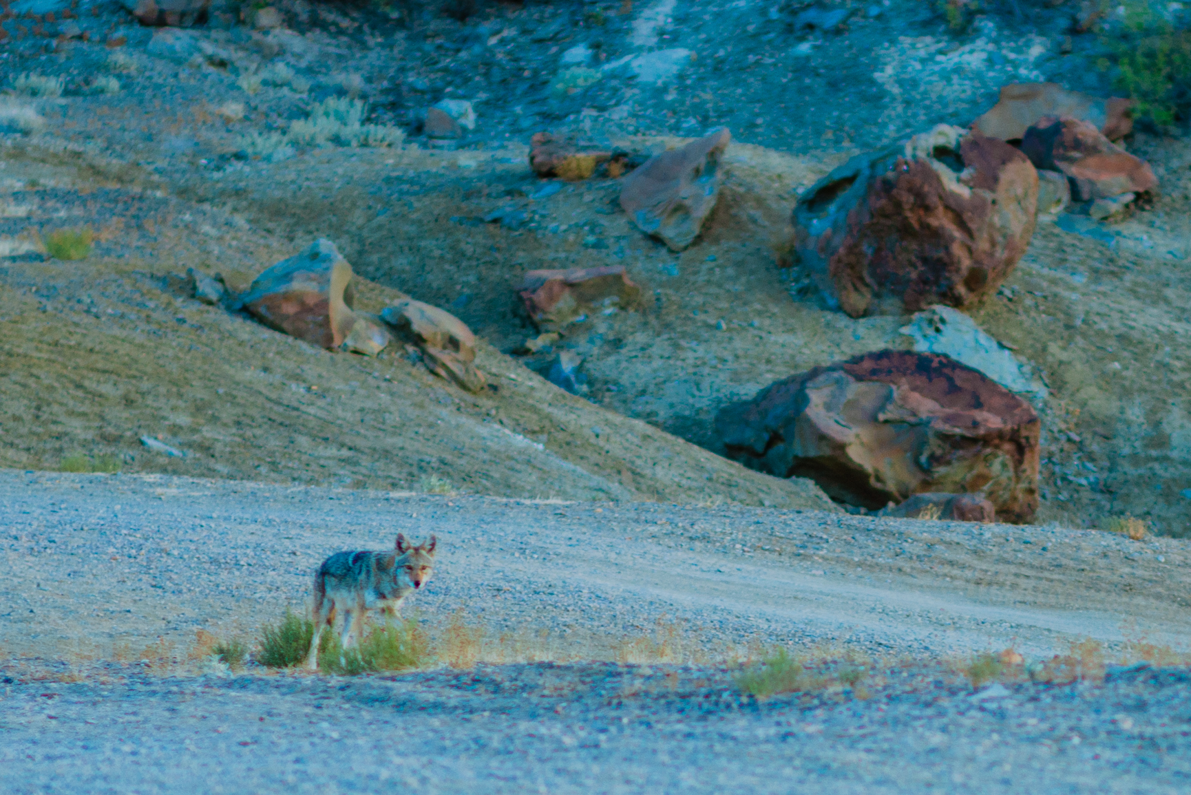 The Coyote we saw before we left camp.