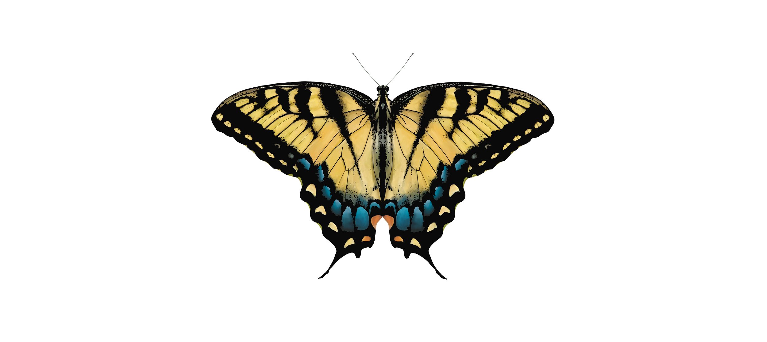 Tiger Swallowtail Butterfly