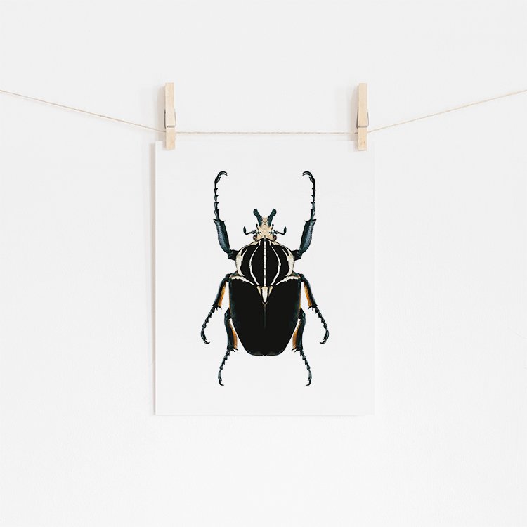 Black Beetle Fine Art Giclée Print