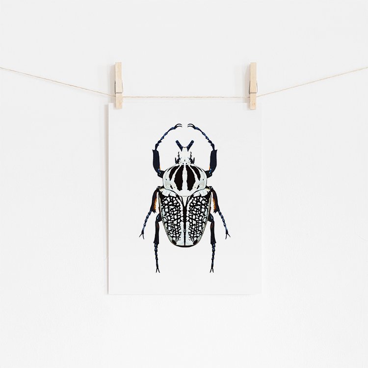 Black and White Beetle Fine Art Giclée Print