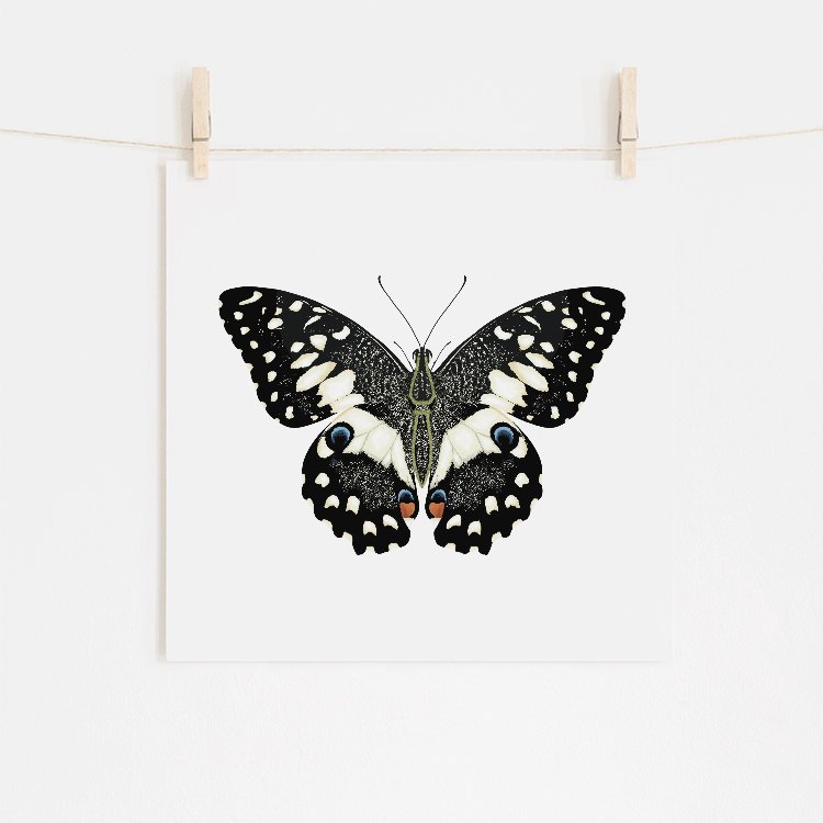 Butterfly Fine Art Print (Copy)