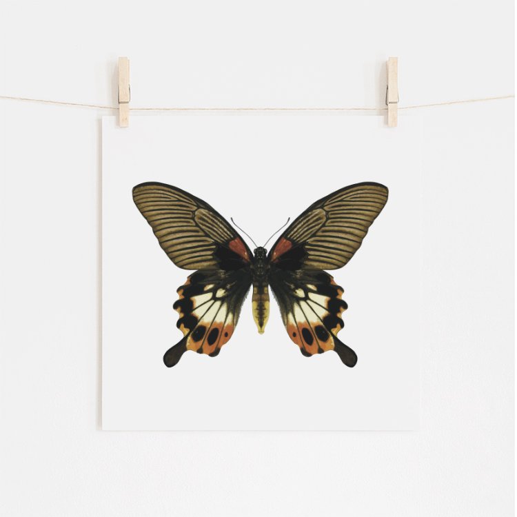 Great Mormon Butterfly Fine Art Giclee Print