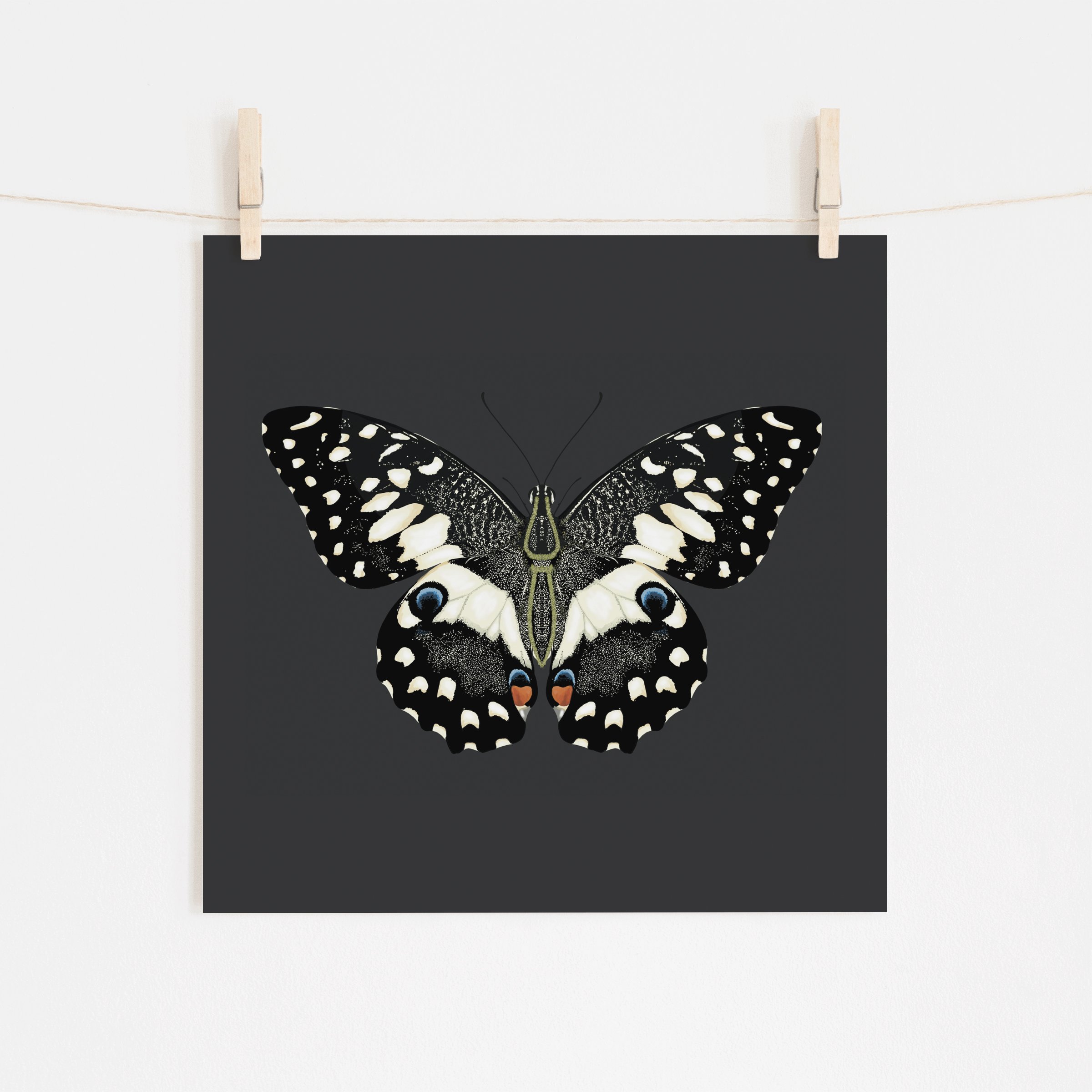 Butterfly on Black- Fine Art Giclee Print (Copy)