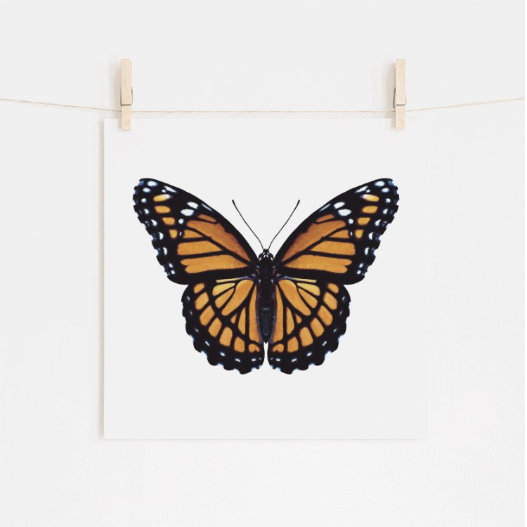 Monarch Butterfly Fine Art Giclee Print