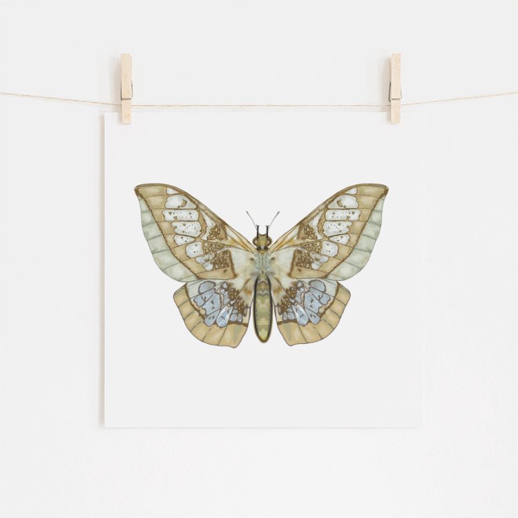 Moth Fine Art Giclee Print