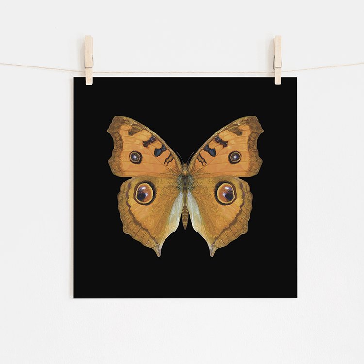 Peacock Pansy Butterfly on Black Fine Art Giclee Print