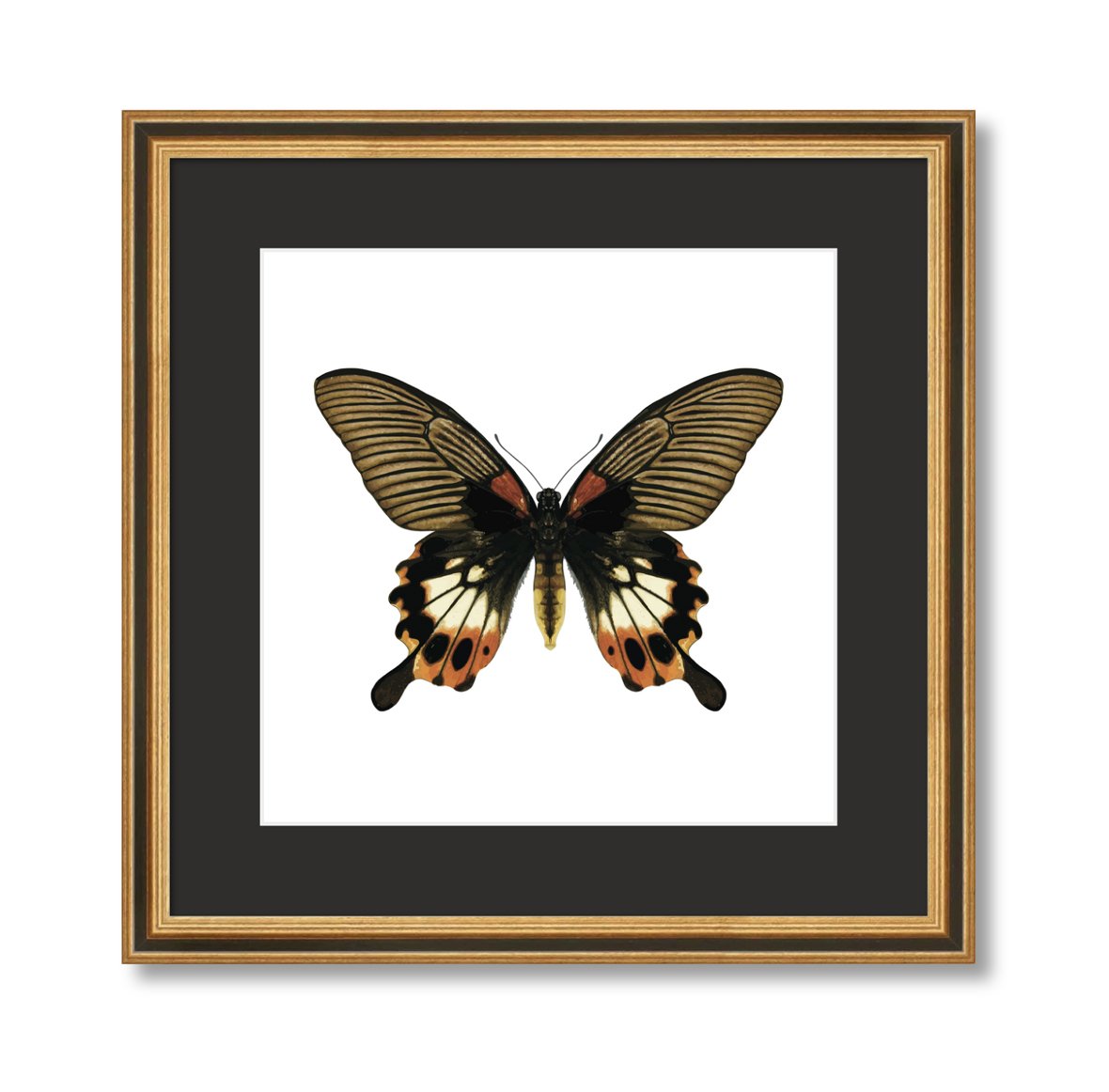 Digital Download - Great Mormon Butterfly Original Artwork