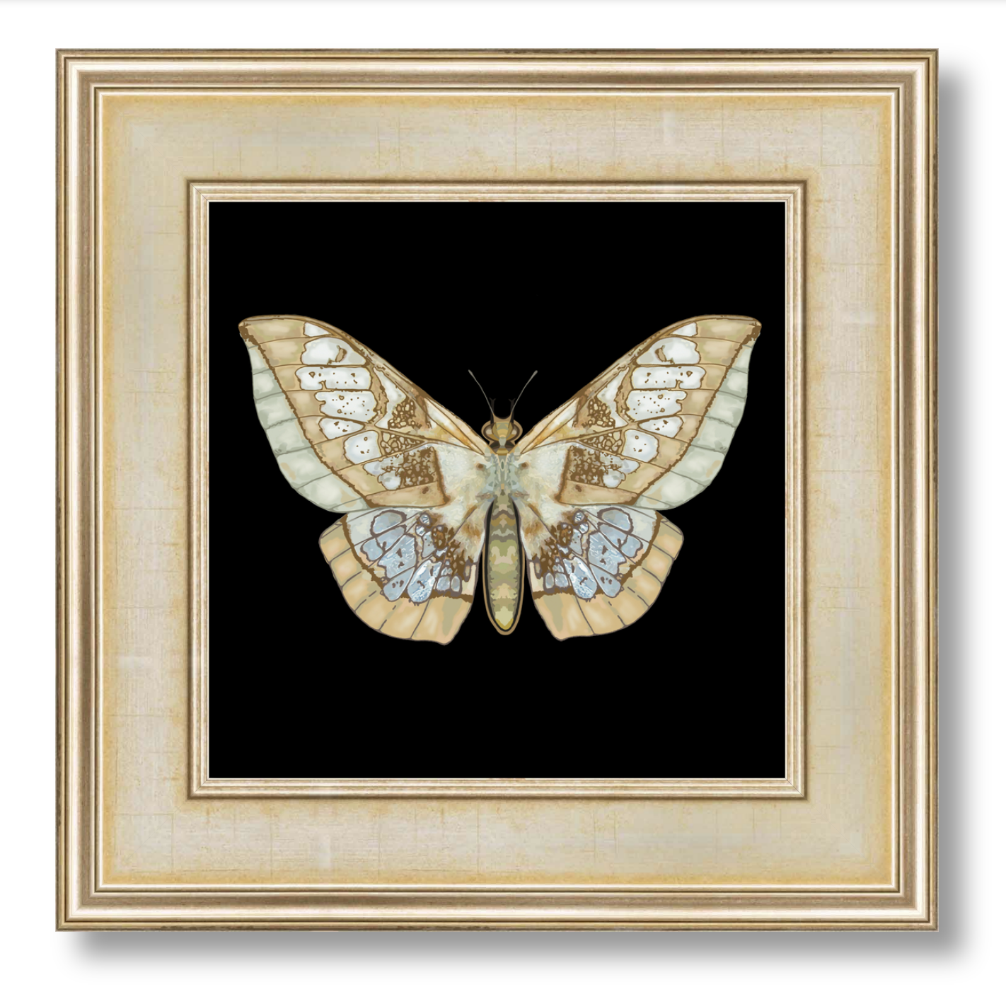 Moth_Framed_Black.png