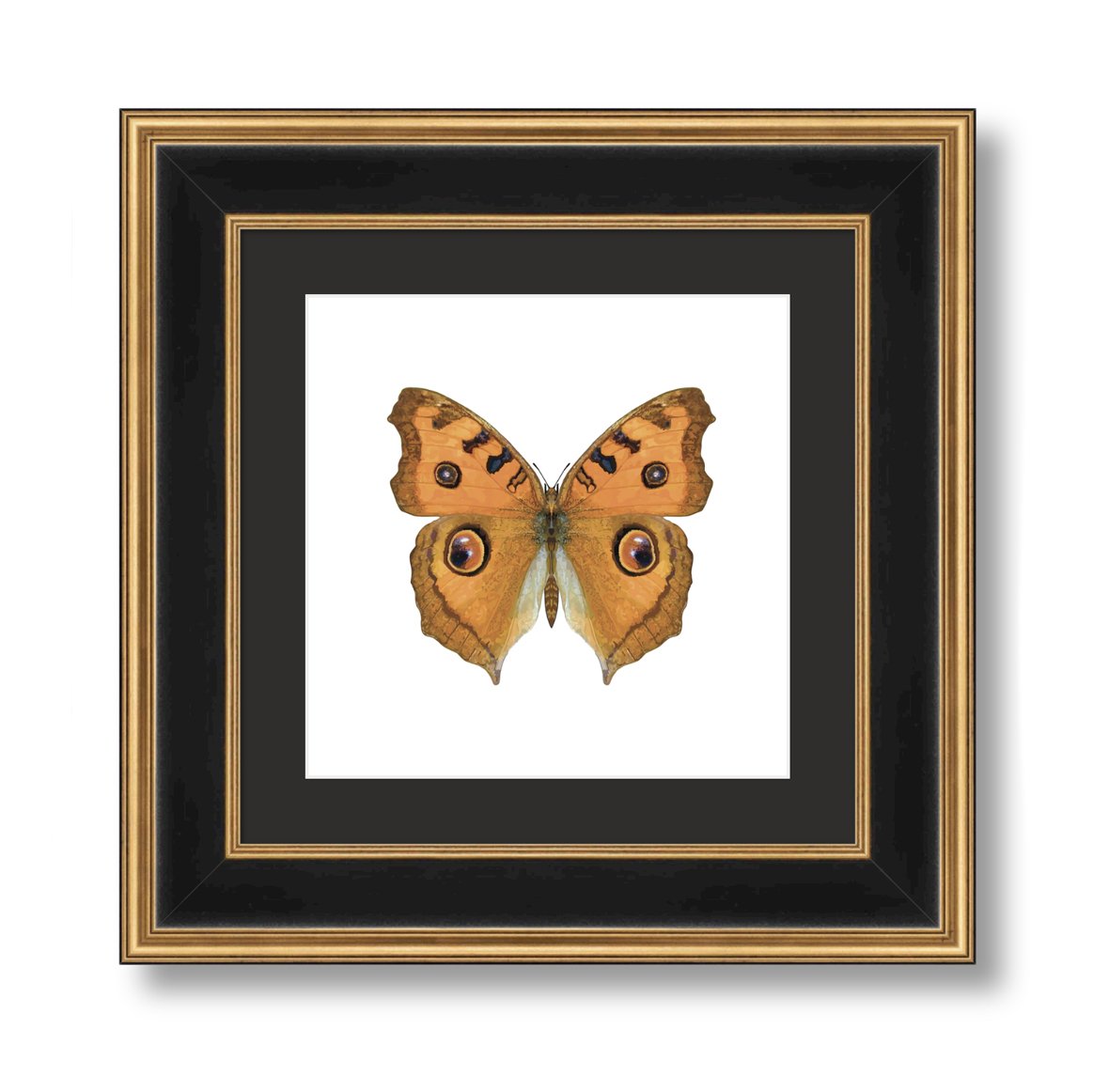 Digital Download - Peacock Pansy Butterfly Original Artwork
