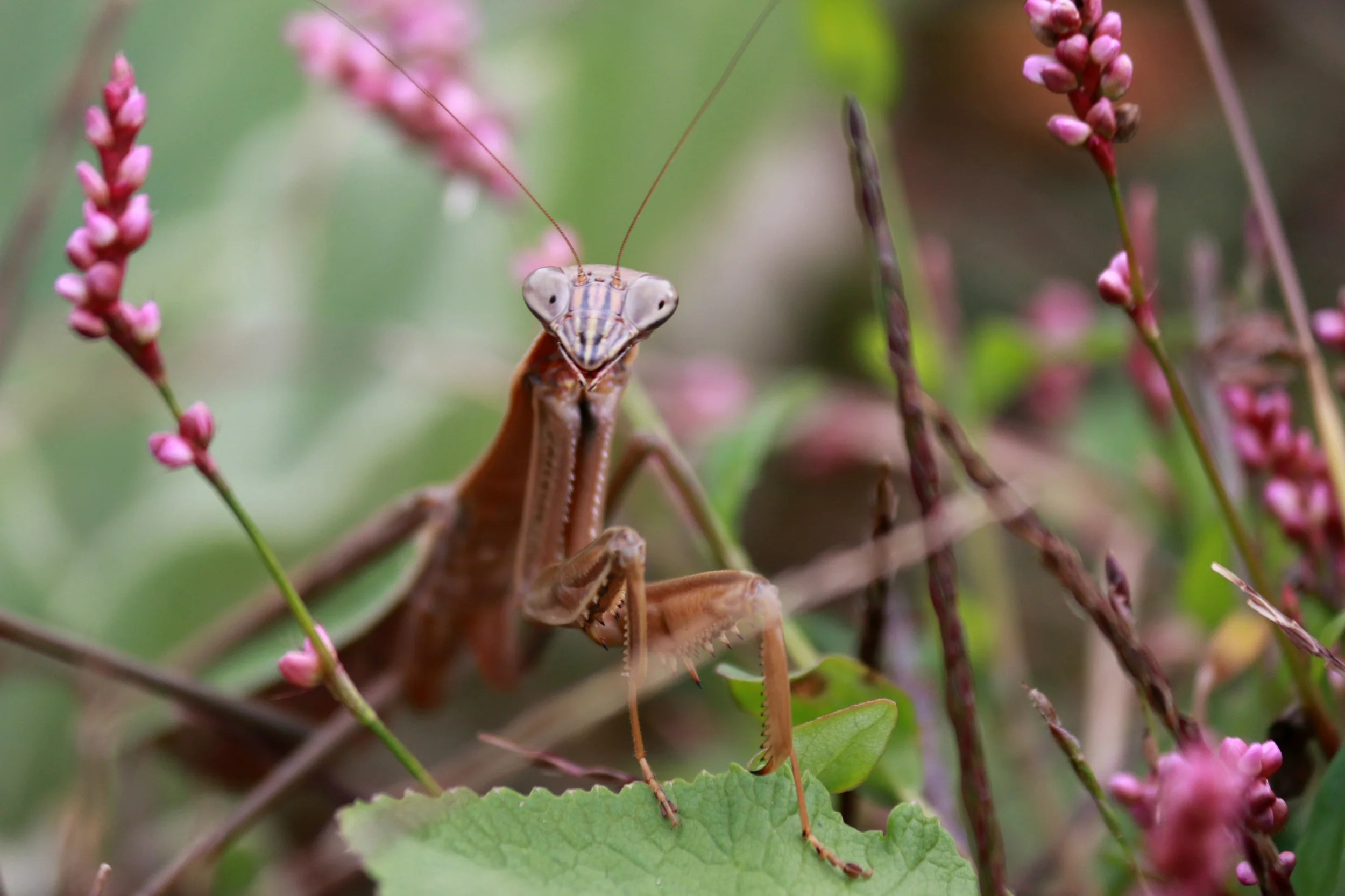 Mantis1a.jpg