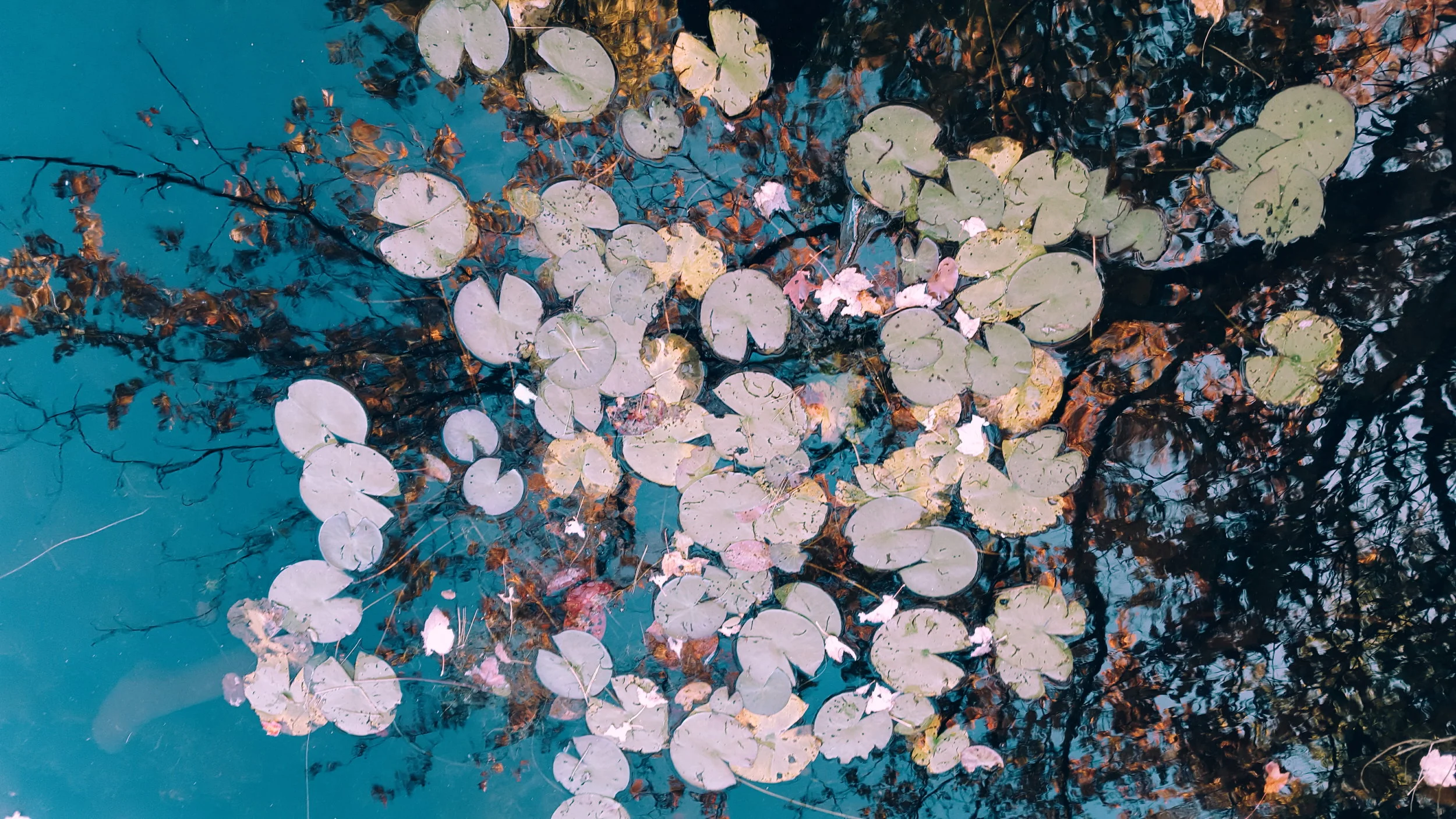 2016-10-15 11.31.46 1.jpg