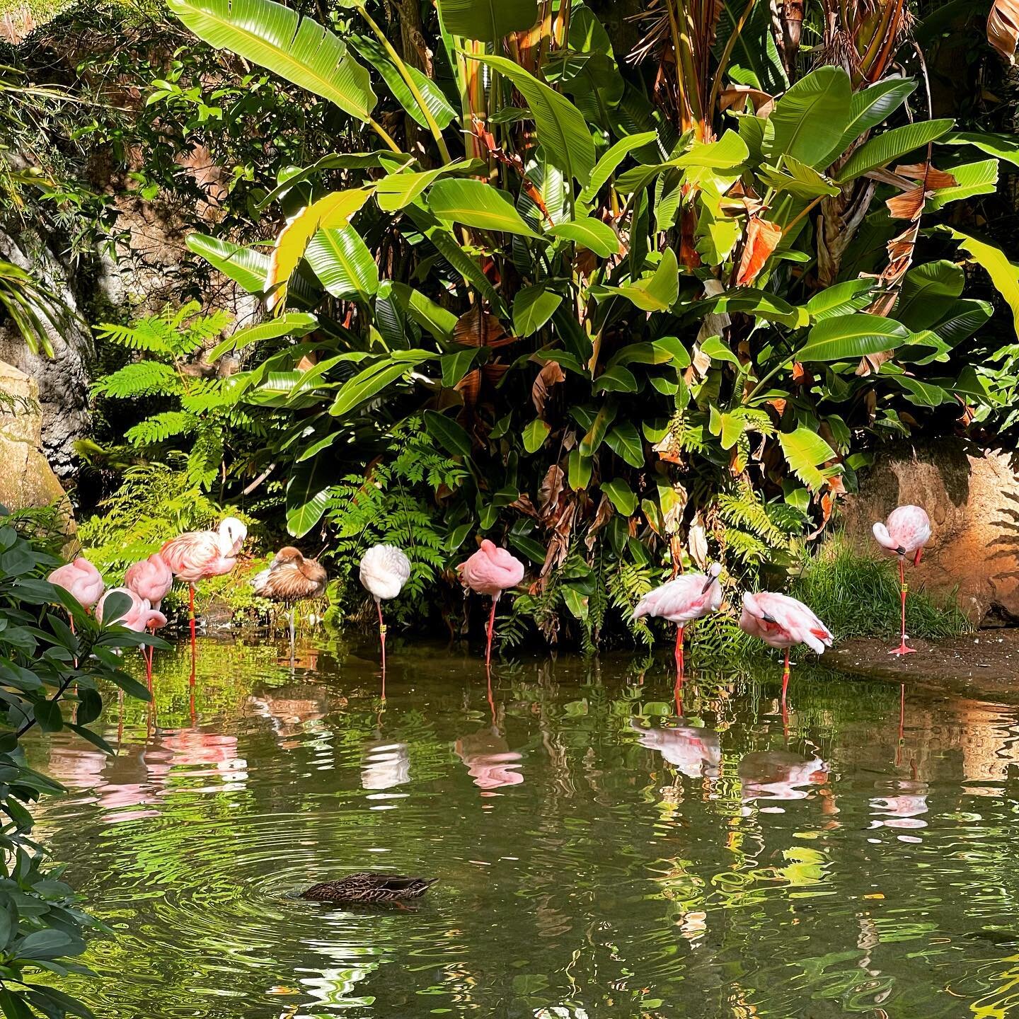 Flamingoes! 😍 #florida #disneyworld